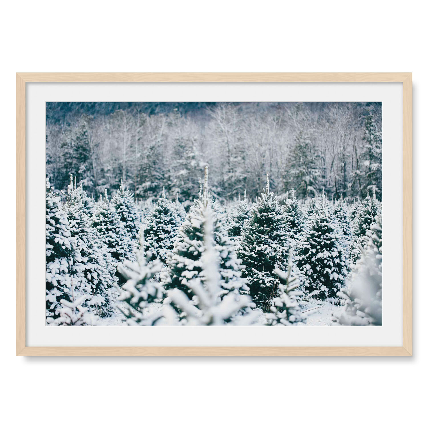 Light maple solid hardwood framed horizontal fine art photography of a field of snowy pine trees in front of an old grown New England forest.
