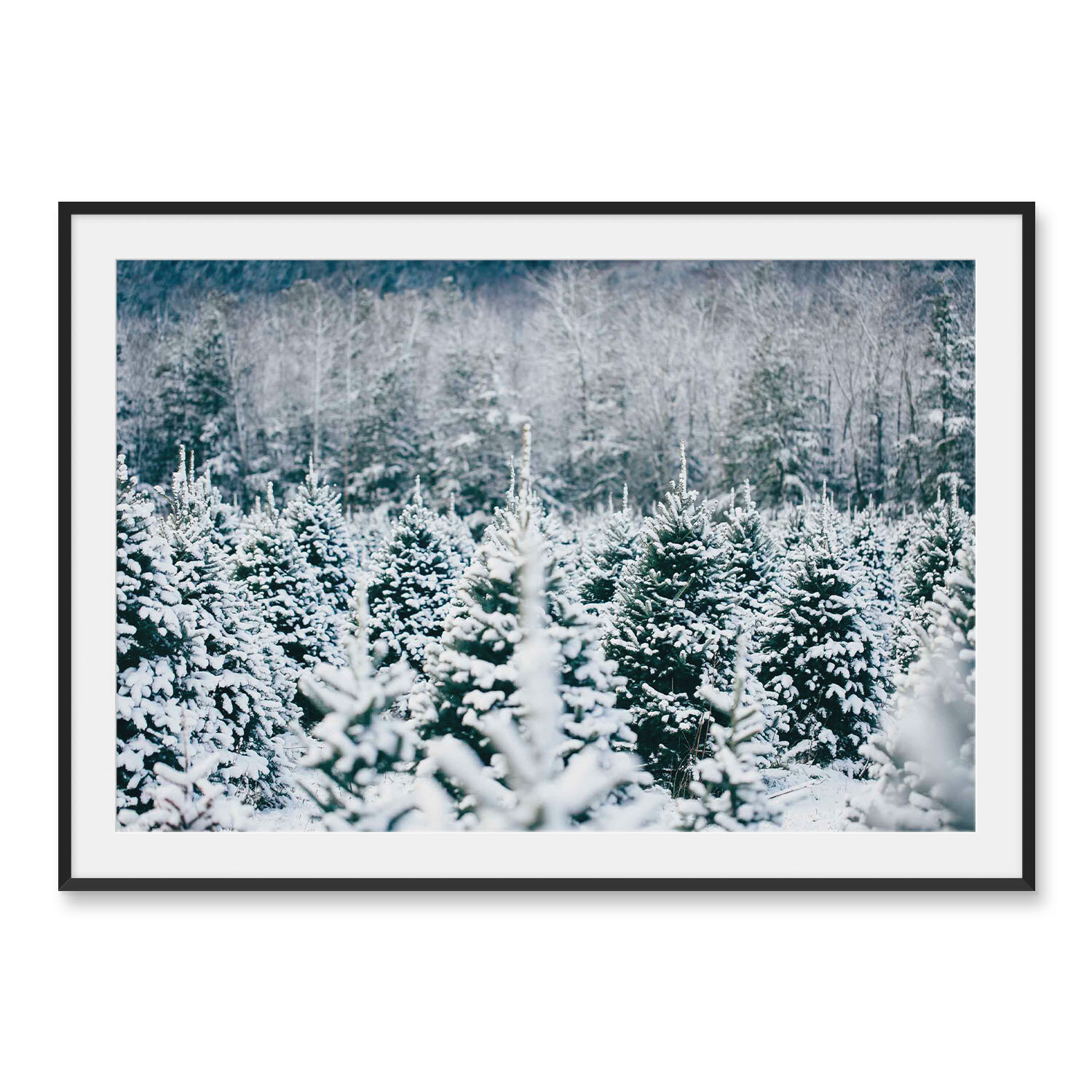 Matte black aluminum framed horizontal fine art photography of a field of snowy pine trees in front of an old grown New England forest.