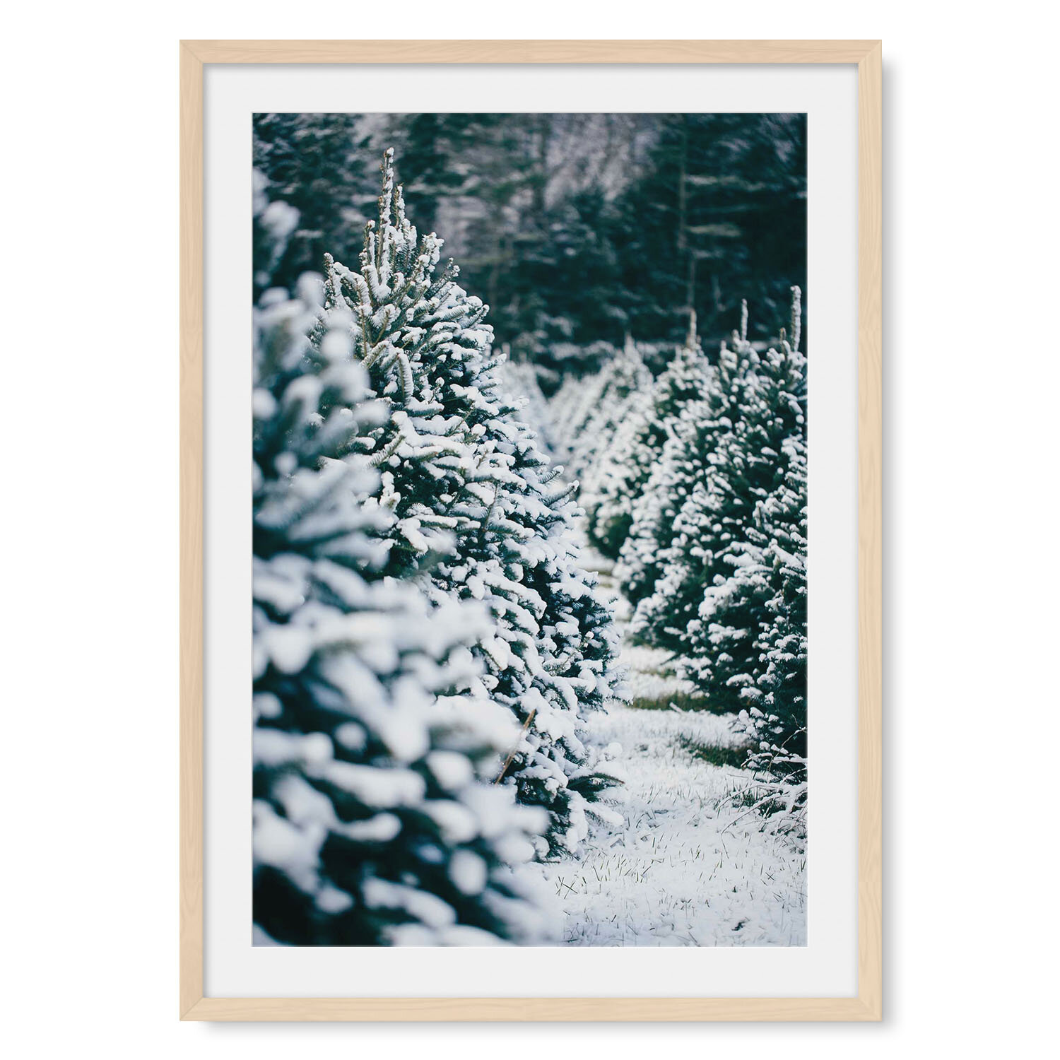 Light maple solid hardwood framed vertical fine art photography looking down an orderly row of snow covered pine trees.
