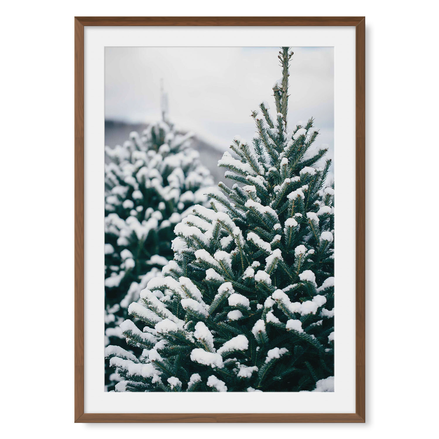 Dark walnut solid hardwood framed vertical fine art photography closeup of a single pine tree with branches weighed down by fresh snow.