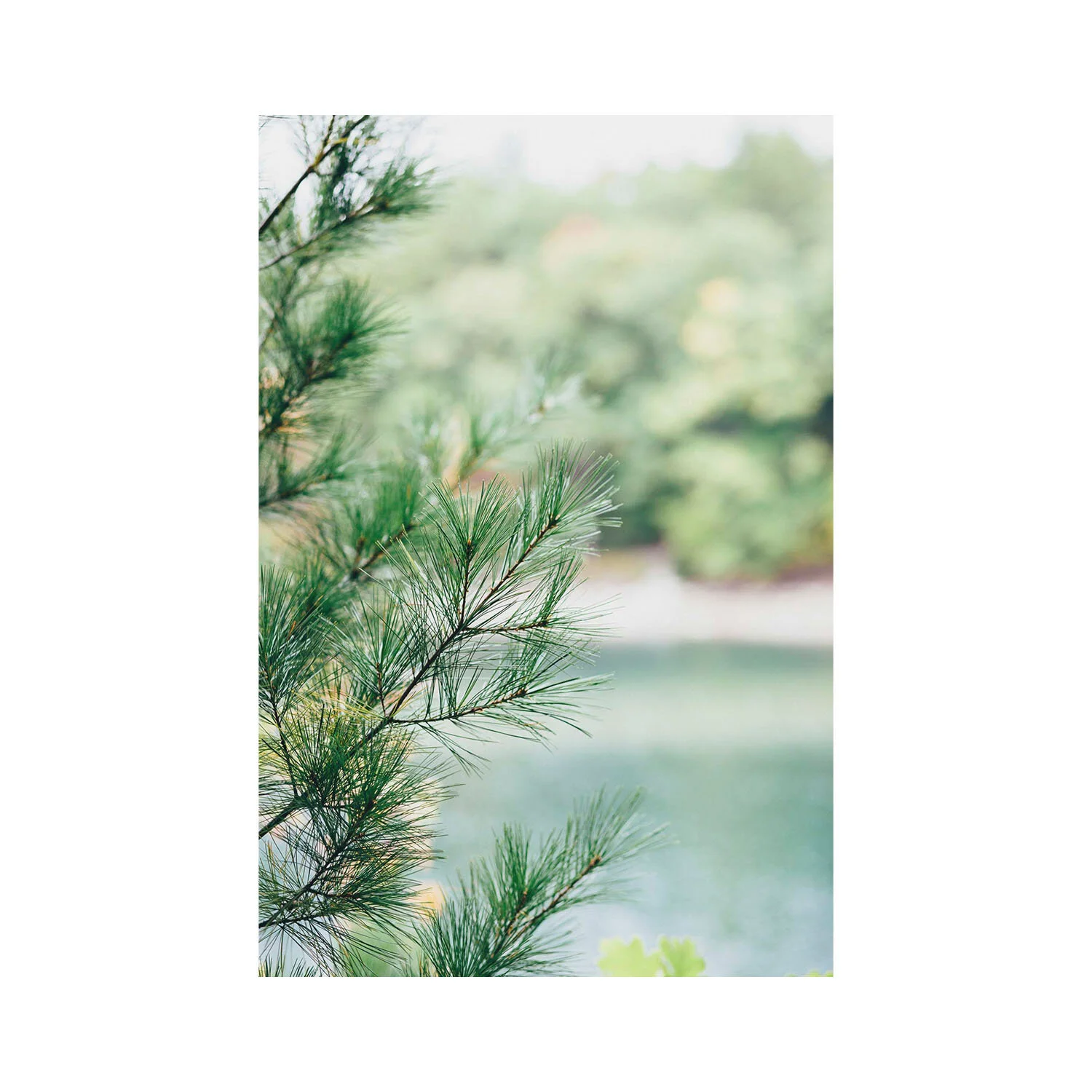 Unframed mounted vertical fine art photography of a white pine branch in a lush New England forest.