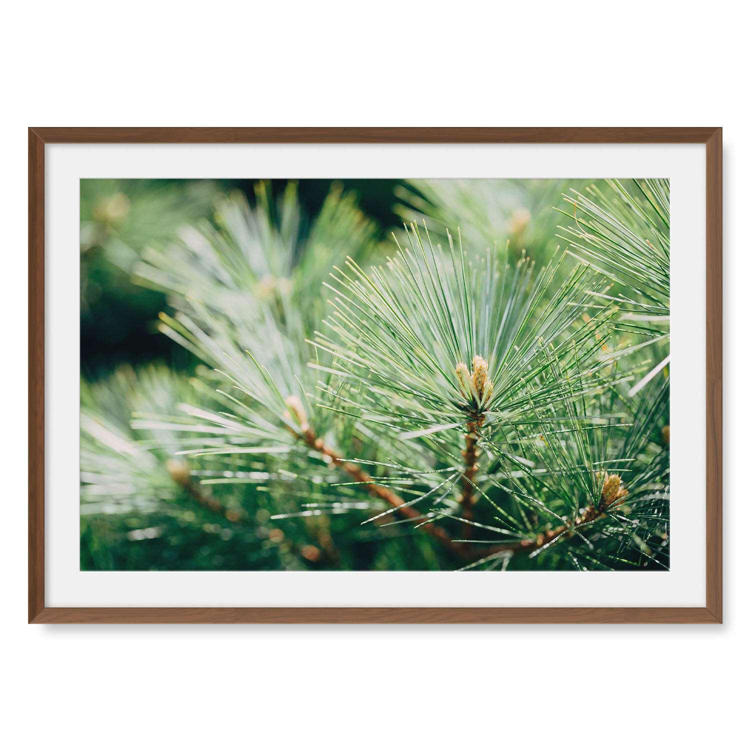 Dark walnut solid hardwood framed horizontal fine art photography of a close up white pine needle cluster.