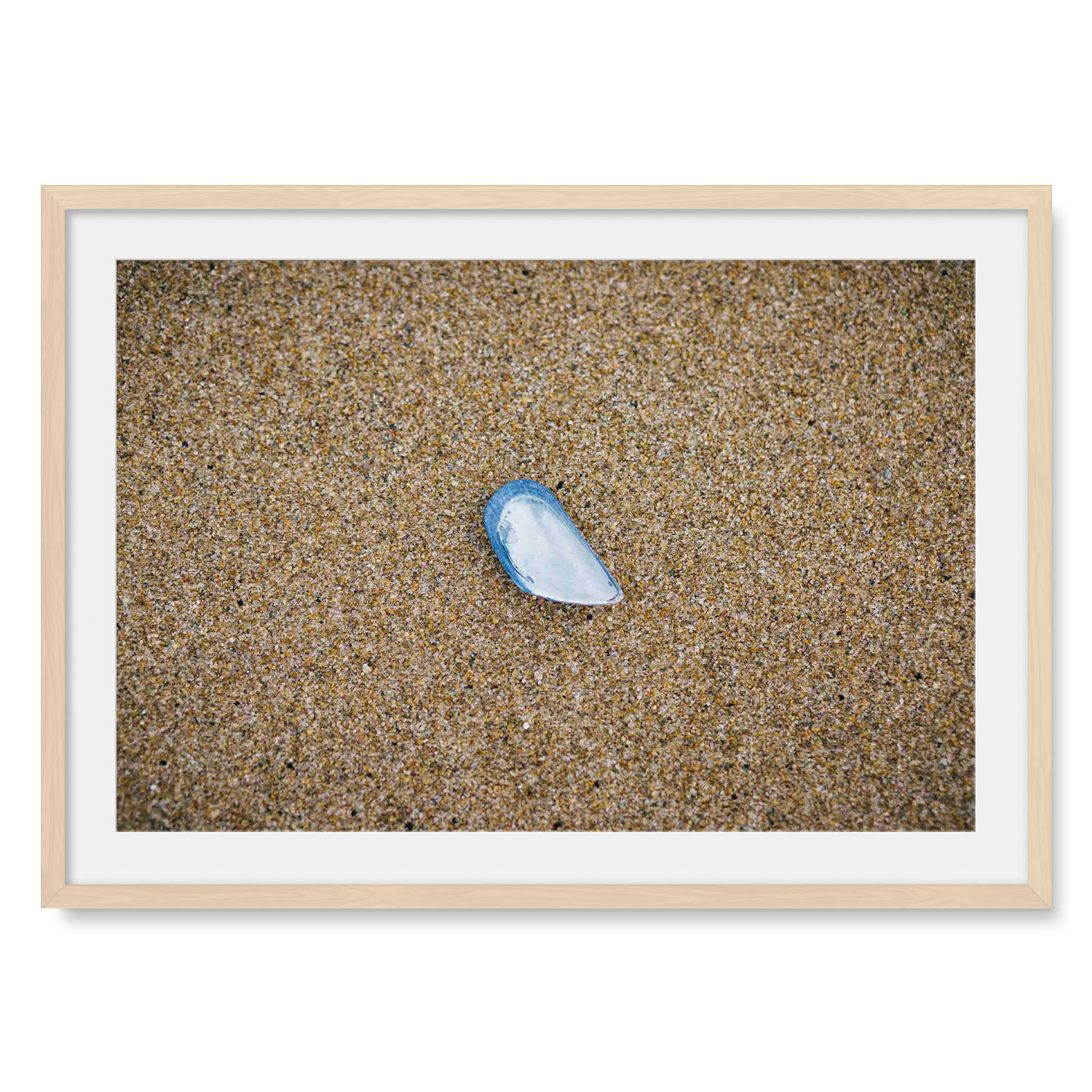 Light maple solid hardwood framed horizontal fine art photography of a pearlescent oyster shell washed up on a pristine sandy beach.