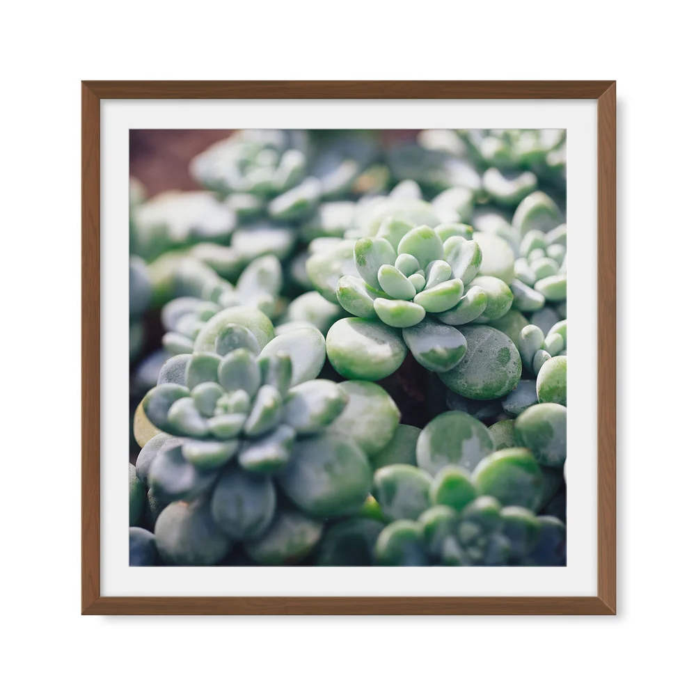 lithops succulent plants Lithops Mesembs & Mimicry Succulents one Mesemb rotating based on availability 2.5