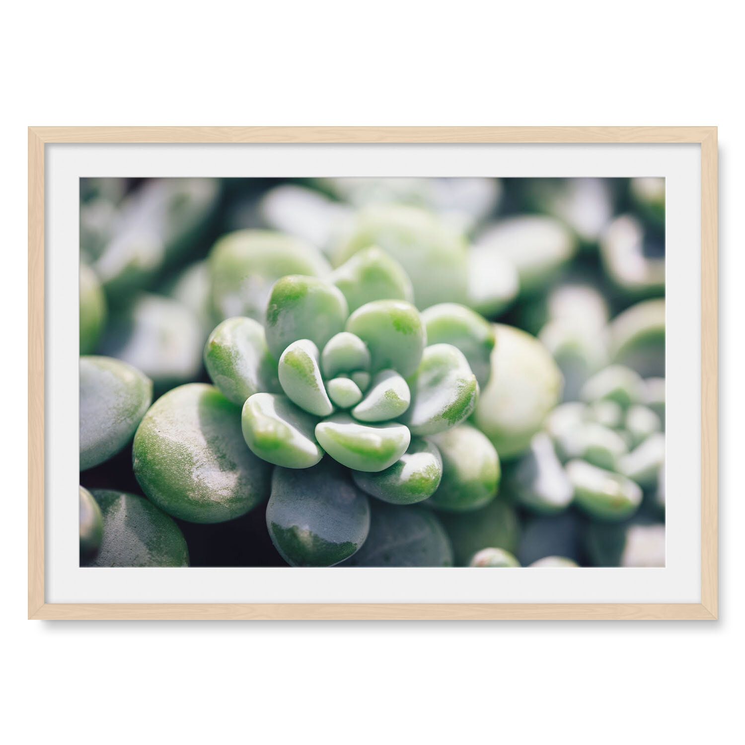 Light maple solid hardwood framed horizontal fine art photography macro image of Peas in a Pod succulent in the bright morning sun.