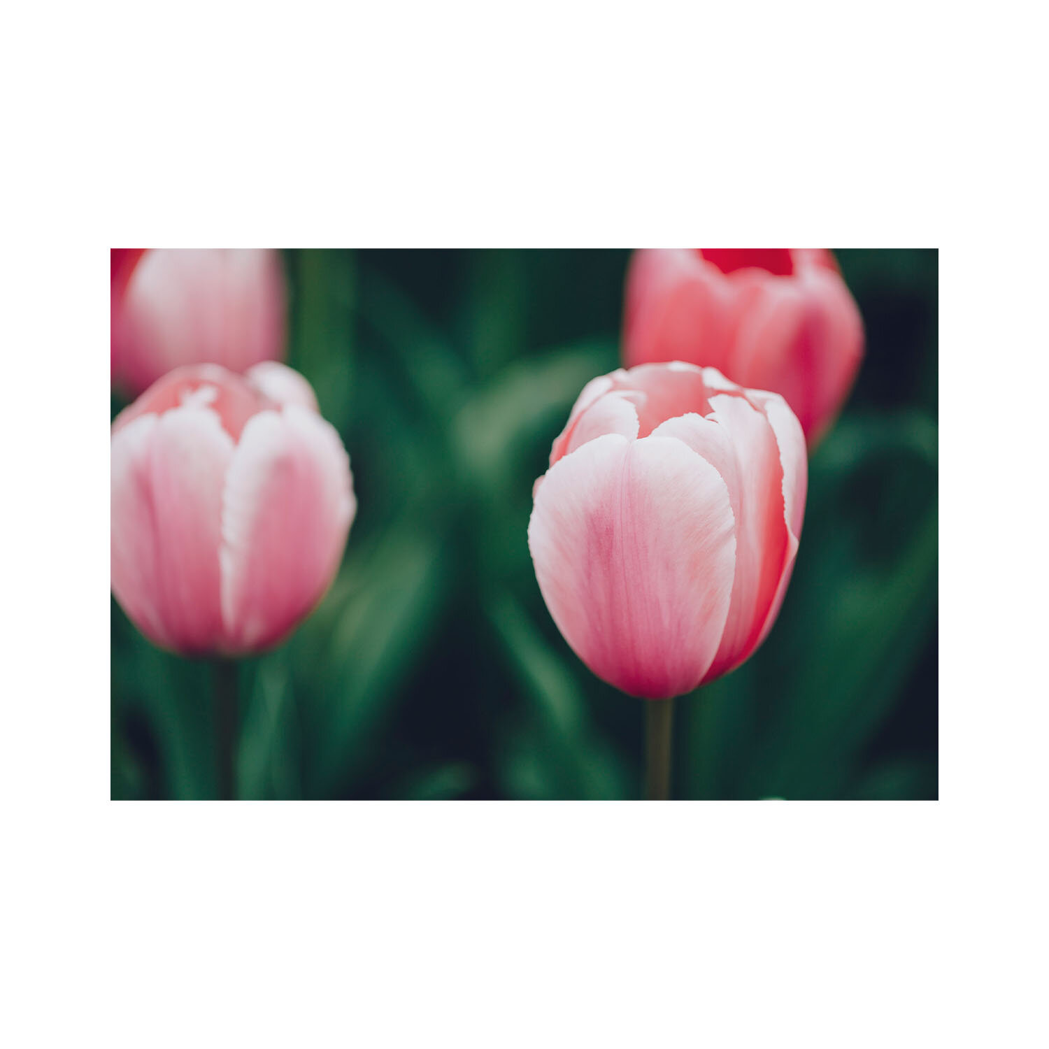 Unframed mounted horizontal fine art photography macro image of a single pink and white variegated tulip.