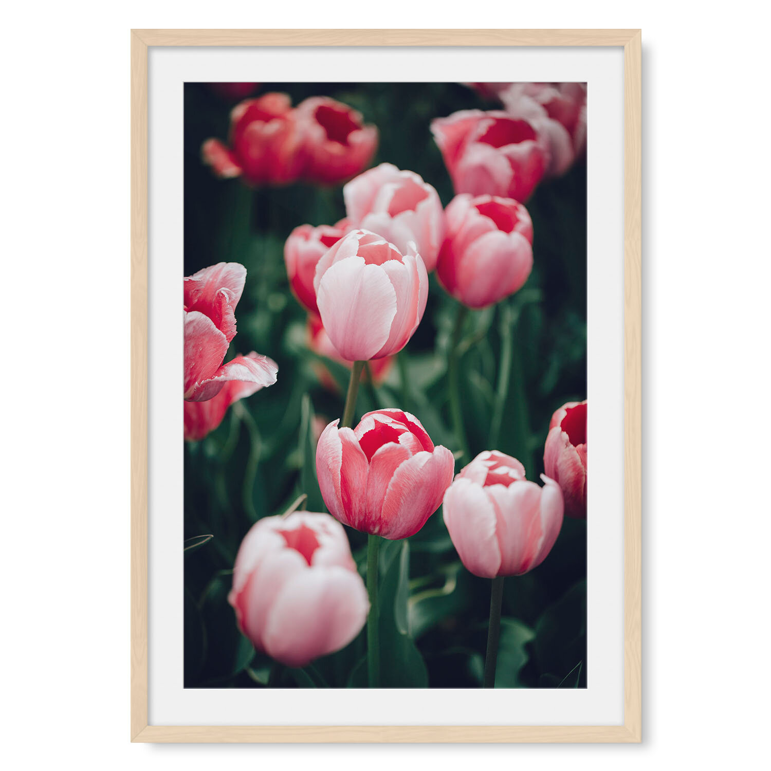 Light maple solid hardwood framed vertical fine art photography of a field of pink tulips lightly dusted with dew.