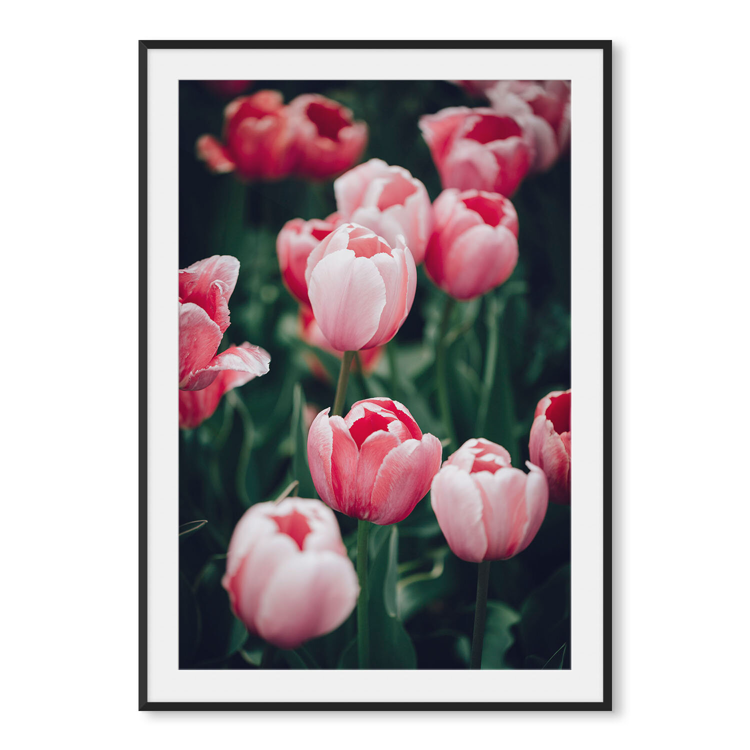 Matte black aluminum framed vertical fine art photography of a field of pink tulips lightly dusted with dew.