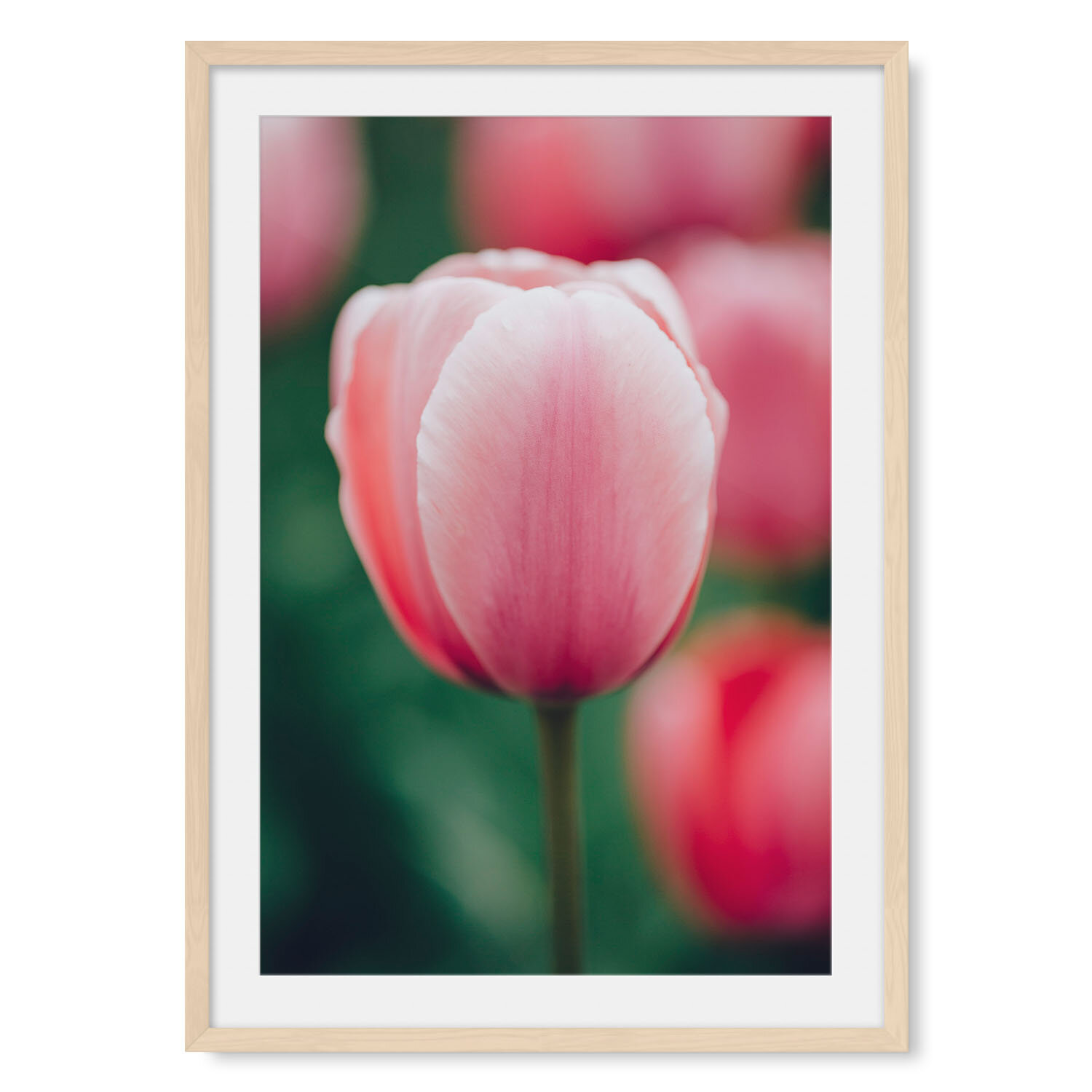 Light maple solid hardwood framed vertical fine art photography macro image of a single pink and white variegated tulip.