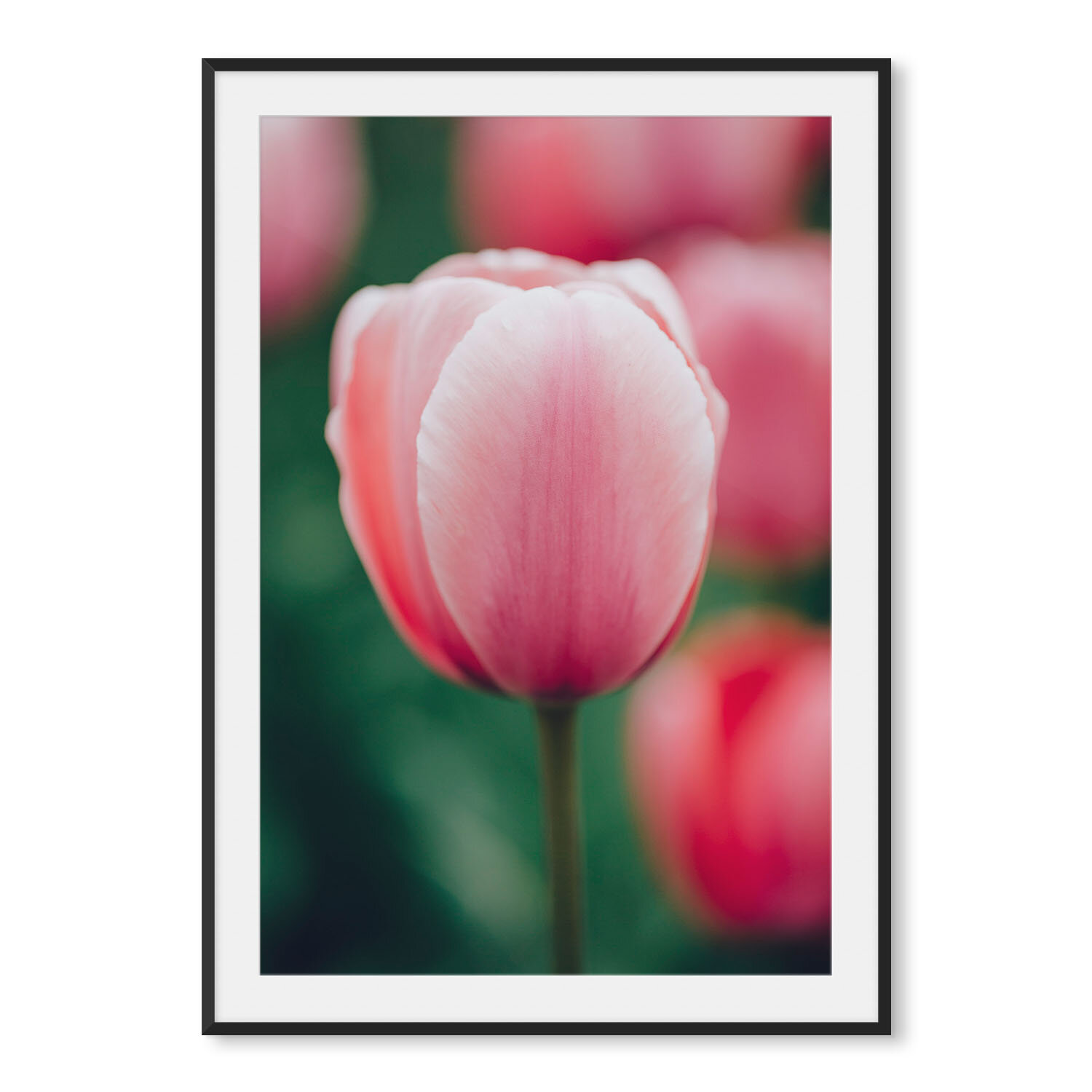 Matte black aluminum framed vertical fine art photography macro image of a single pink and white variegated tulip.