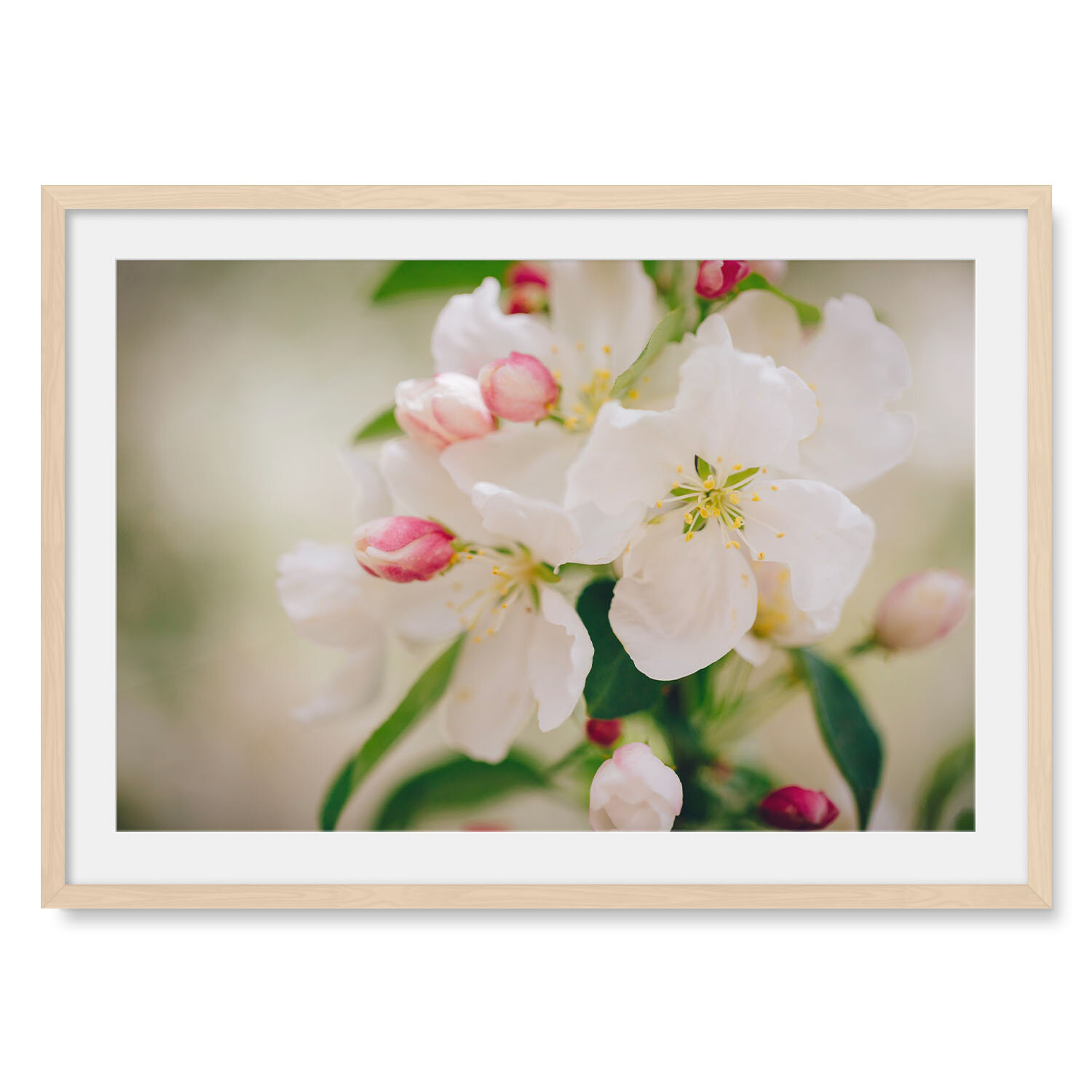 Light maple solid hardwood framed horizontal fine art photography macro image of pink flower buds and delicate white blossoms.