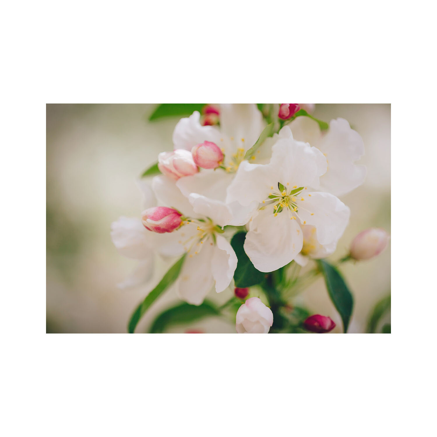 Unframed mounted horizontal fine art photography macro image of pink flower buds and delicate white blossoms.