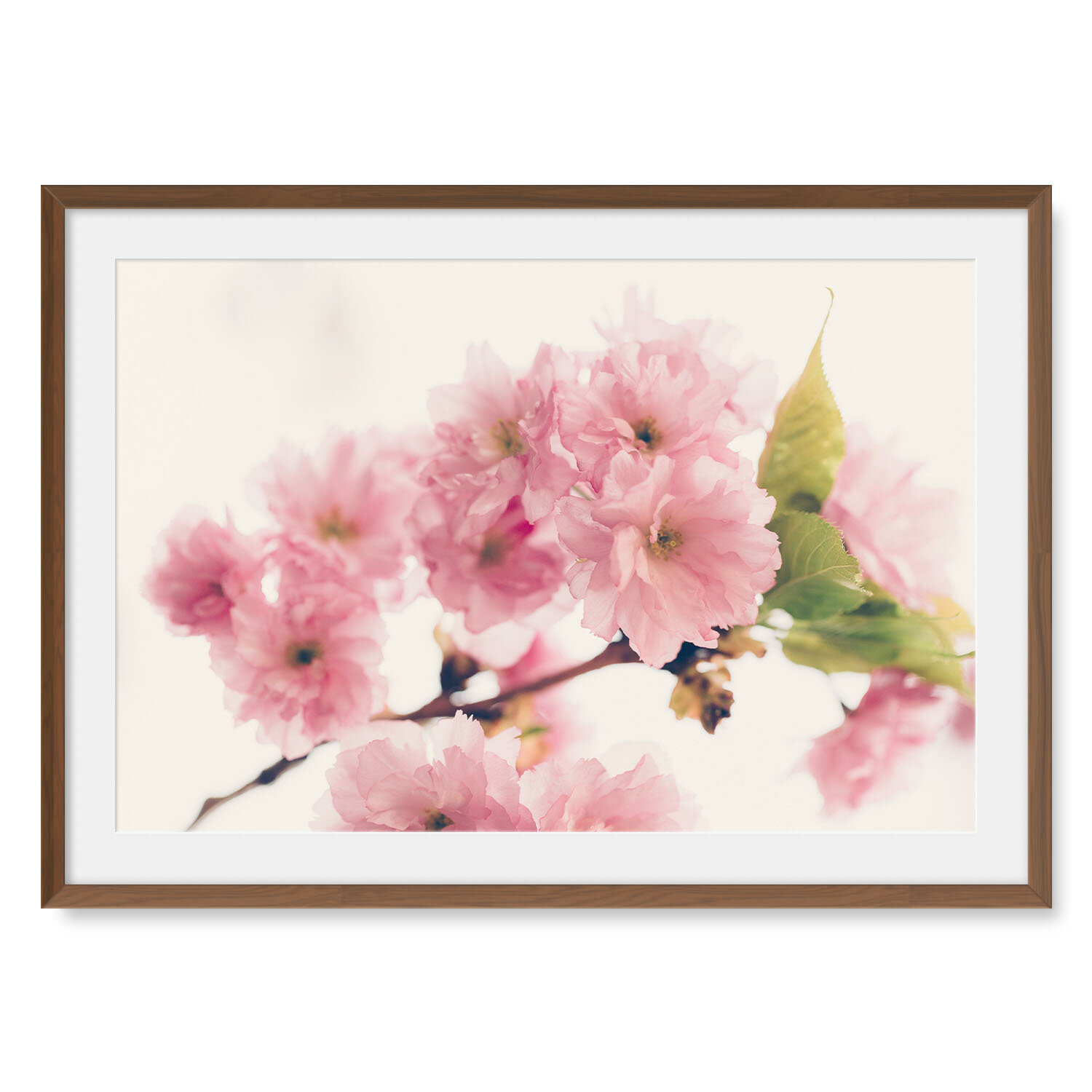 Dark walnut solid hardwood framed horizontal fine art photography of a branch of pale pink Japanese flowering cherry blossoms.