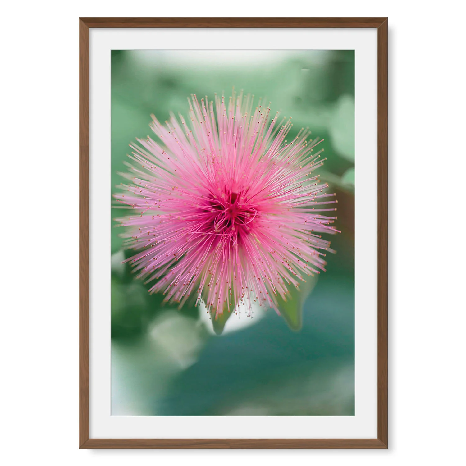 Dark walnut solid hardwood framed vertical fine art photography macro image of a hot pink, red firework powder puff blossom.