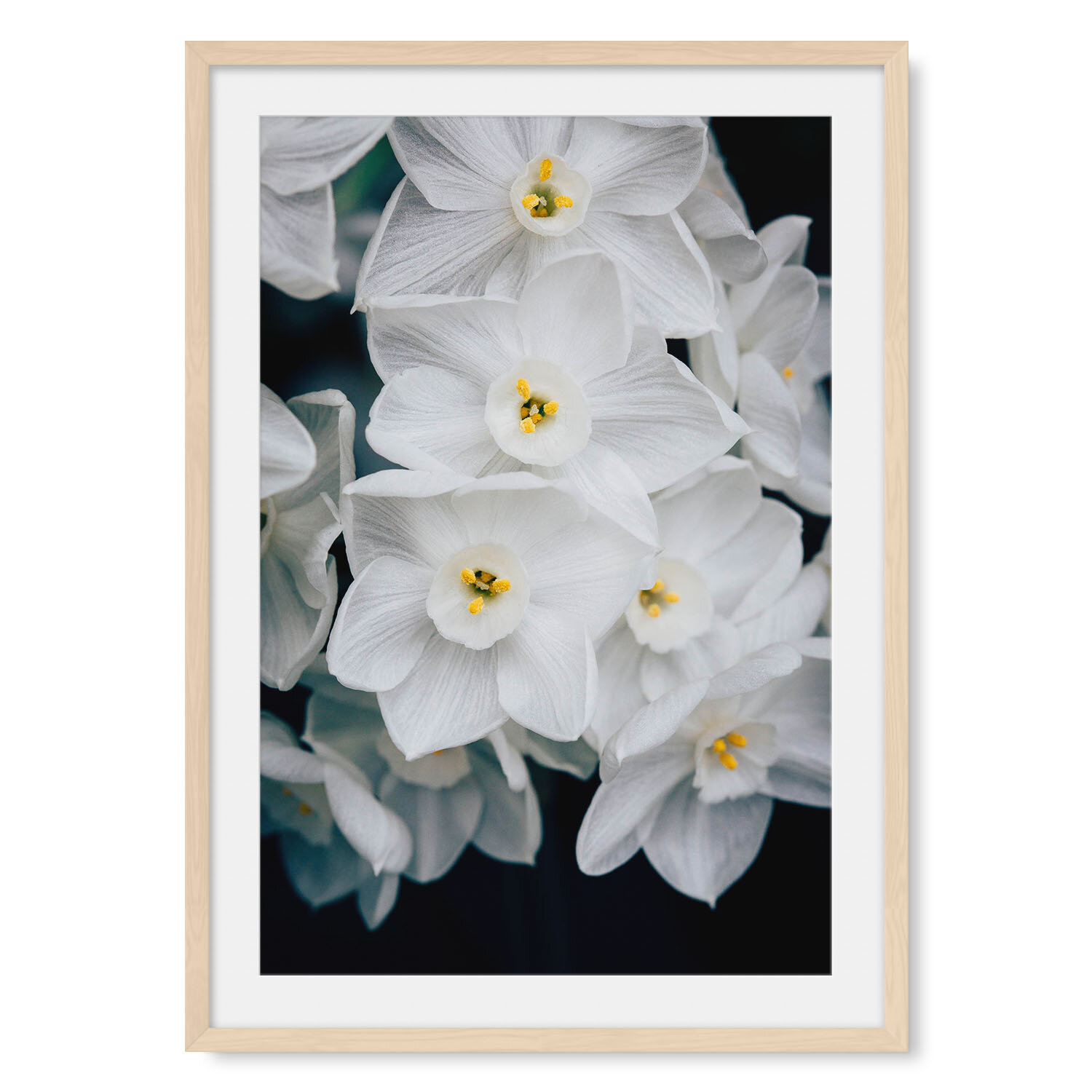 Light maple solid hardwood framed vertical fine art photography closeup of a white and yellow narcissus blossom cluster.