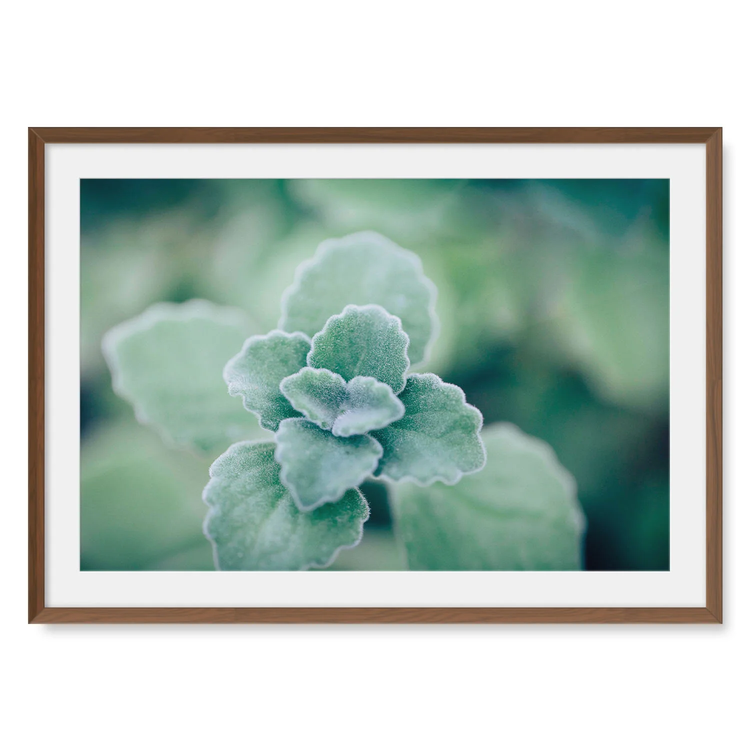 Dark walnut solid hardwood framed horizontal fine art photography macro image of a velvety mint green Vicks Plant.