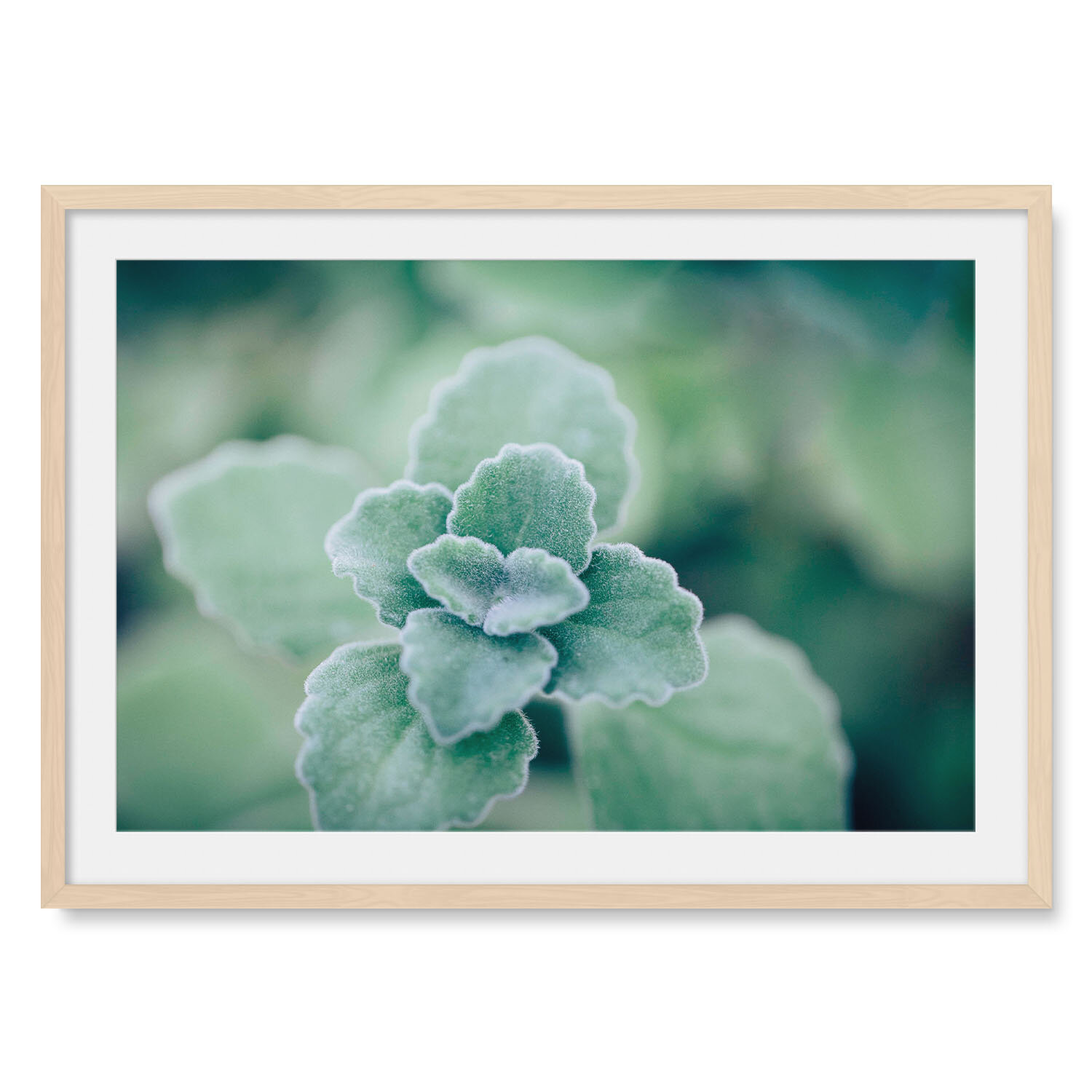 Light maple solid hardwood framed horizontal fine art photography macro image of a velvety mint green Vicks Plant.