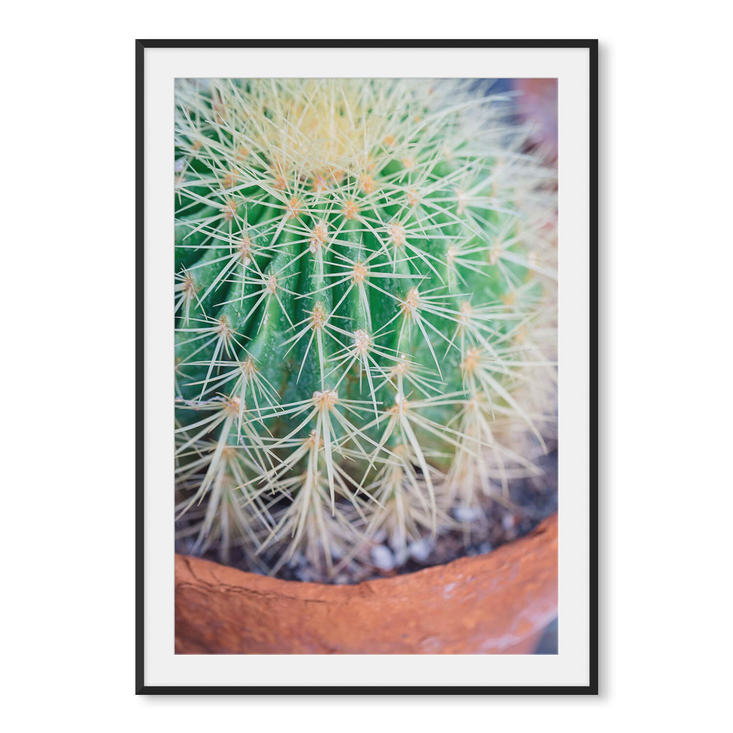 Matte black aluminum framed vertical fine art photography macro image of a golden barrel cactus.