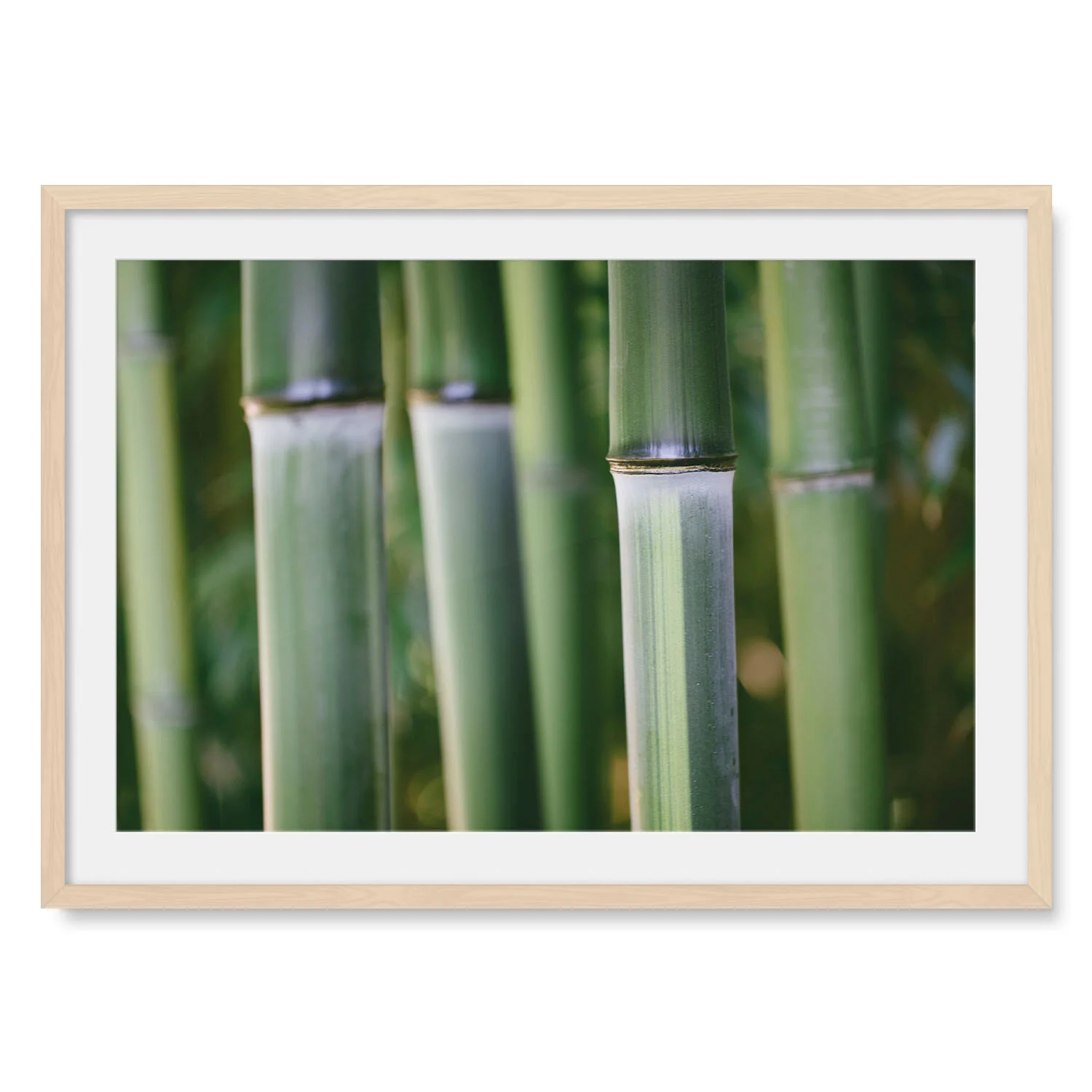 Light maple solid hardwood framed horizontal fine art photography macro image of tall green bamboo stalks in a dense bamboo forest.