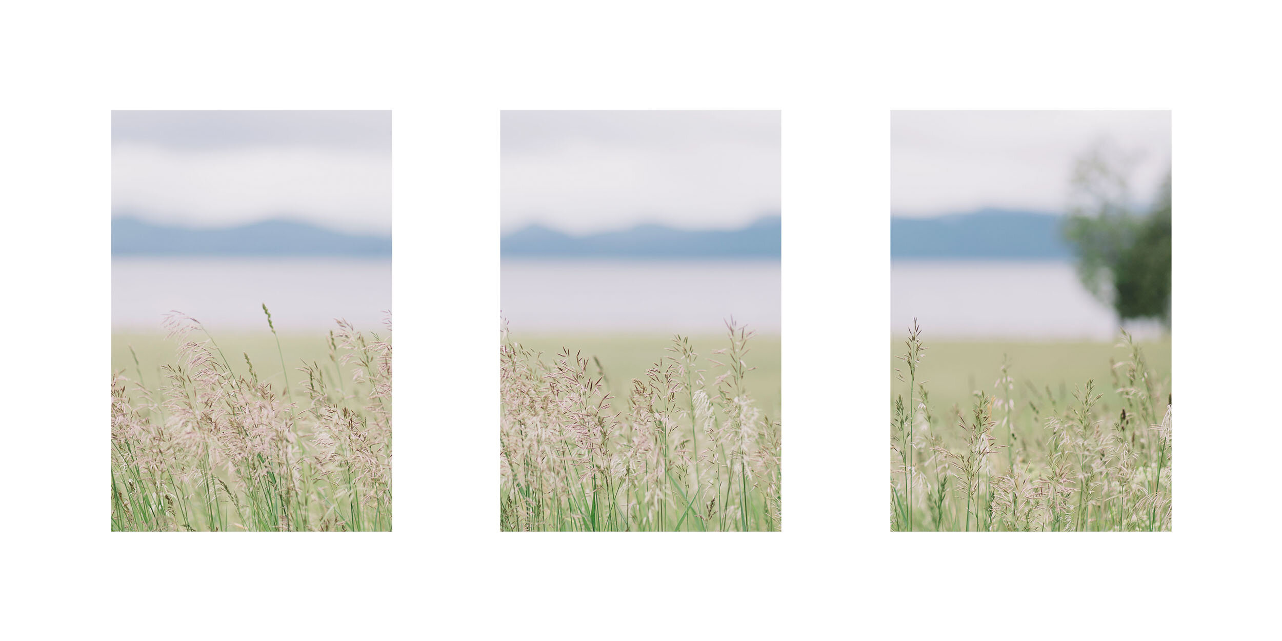 Unframed mounted triptych fine art photography of a flowing field of tall grasses in front of a blue lake and shadowed mountain range.