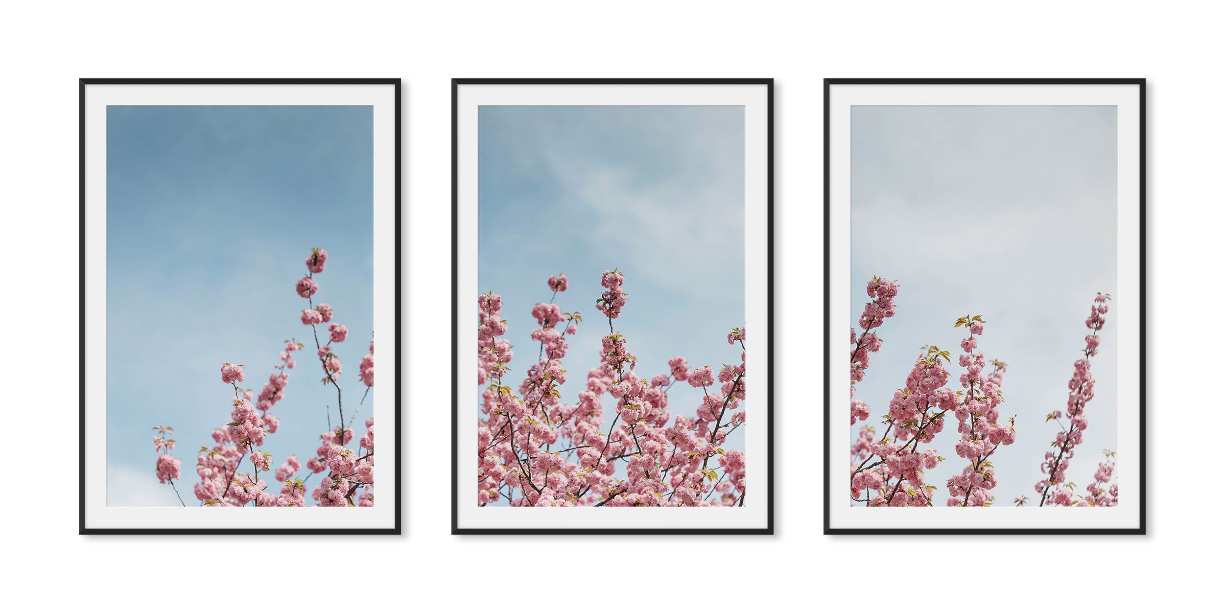 Matte black aluminum framed triptych fine art photography of a pink blossoming tree against a blue sky backdrop.