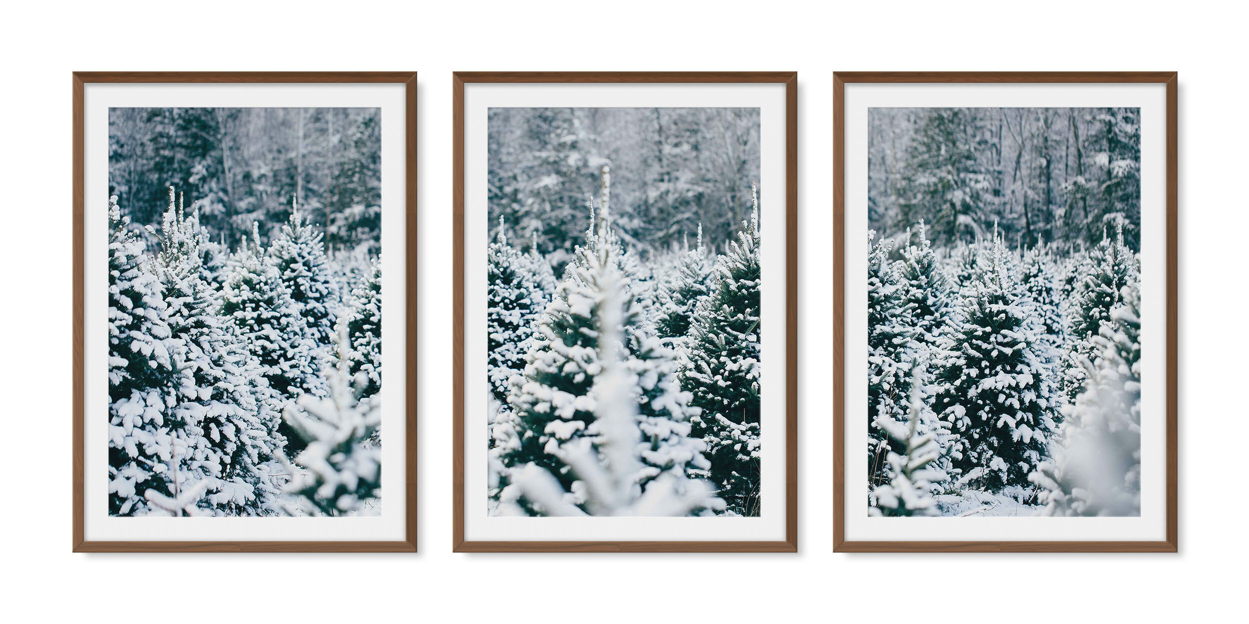 Dark walnut solid hardwood framed triptych fine art photography of row upon row of evergreen trees dusted with freshly fallen snow.