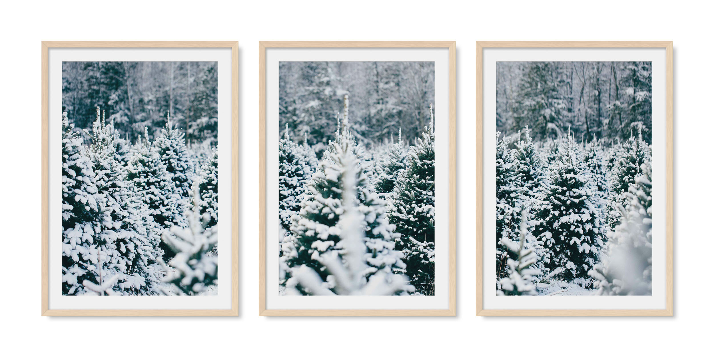 Light maple solid hardwood framed triptych fine art photography of row upon row of evergreen trees dusted with freshly fallen snow.