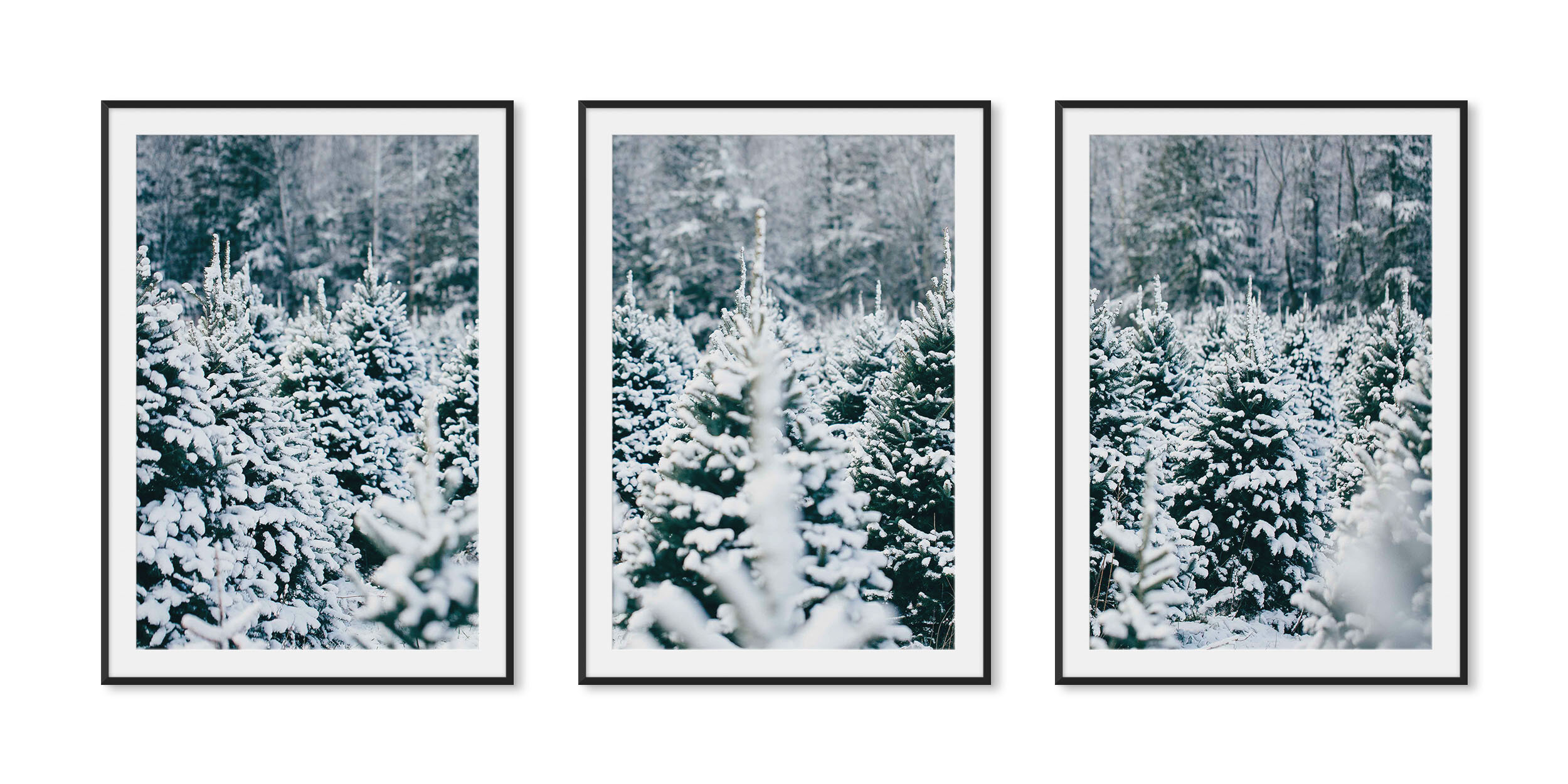 Matte black aluminum framed triptych fine art photography of row upon row of evergreen trees dusted with freshly fallen snow.