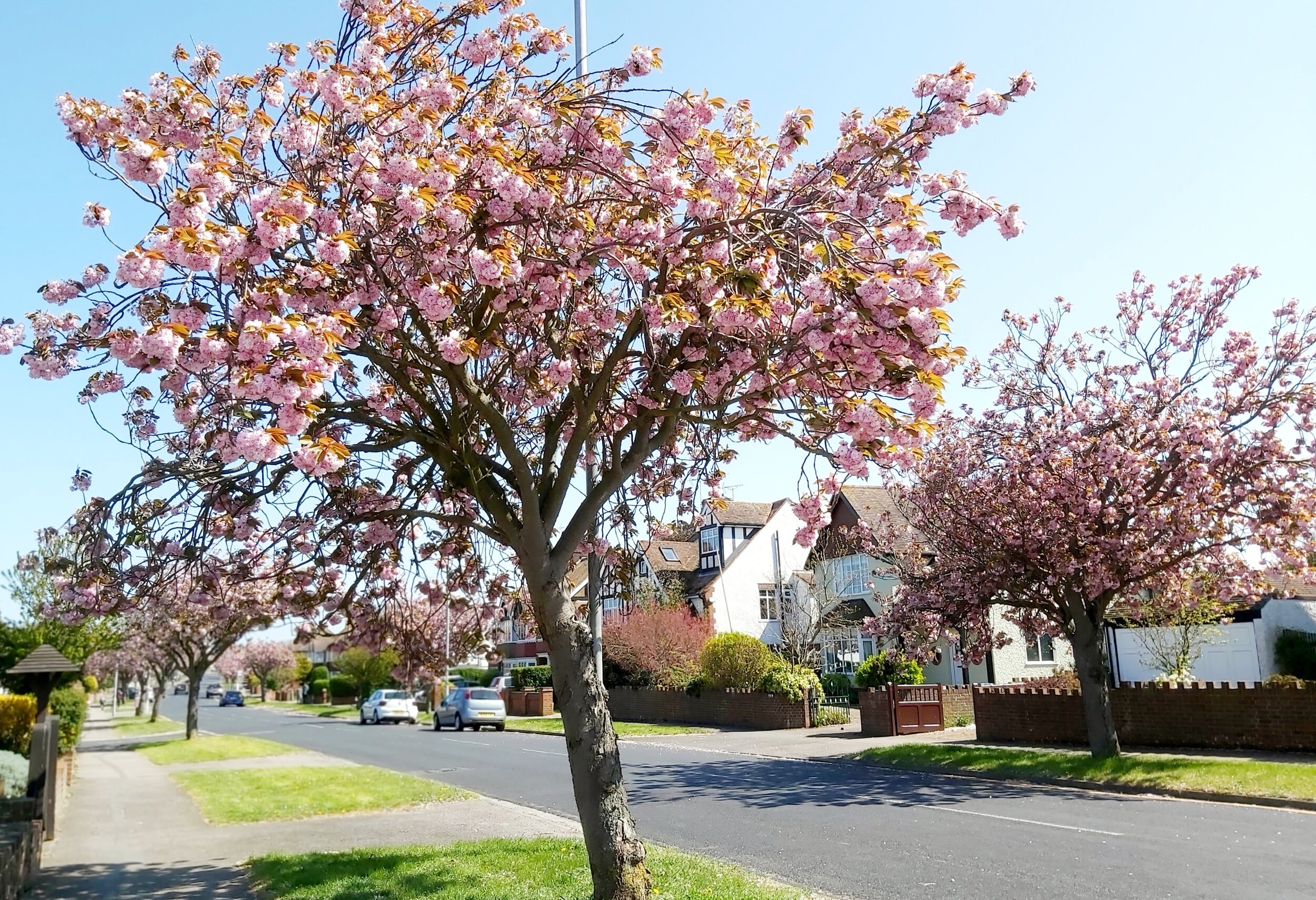 Apple Blossom Westagte
