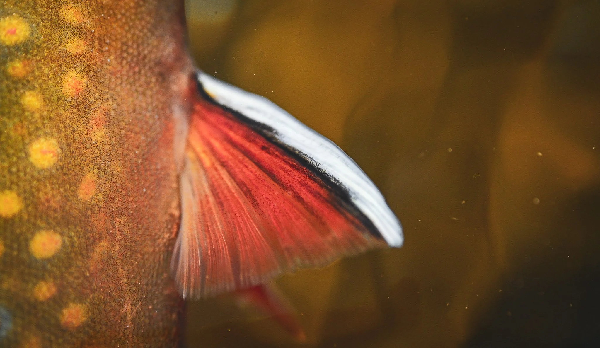 Brook trout closeup