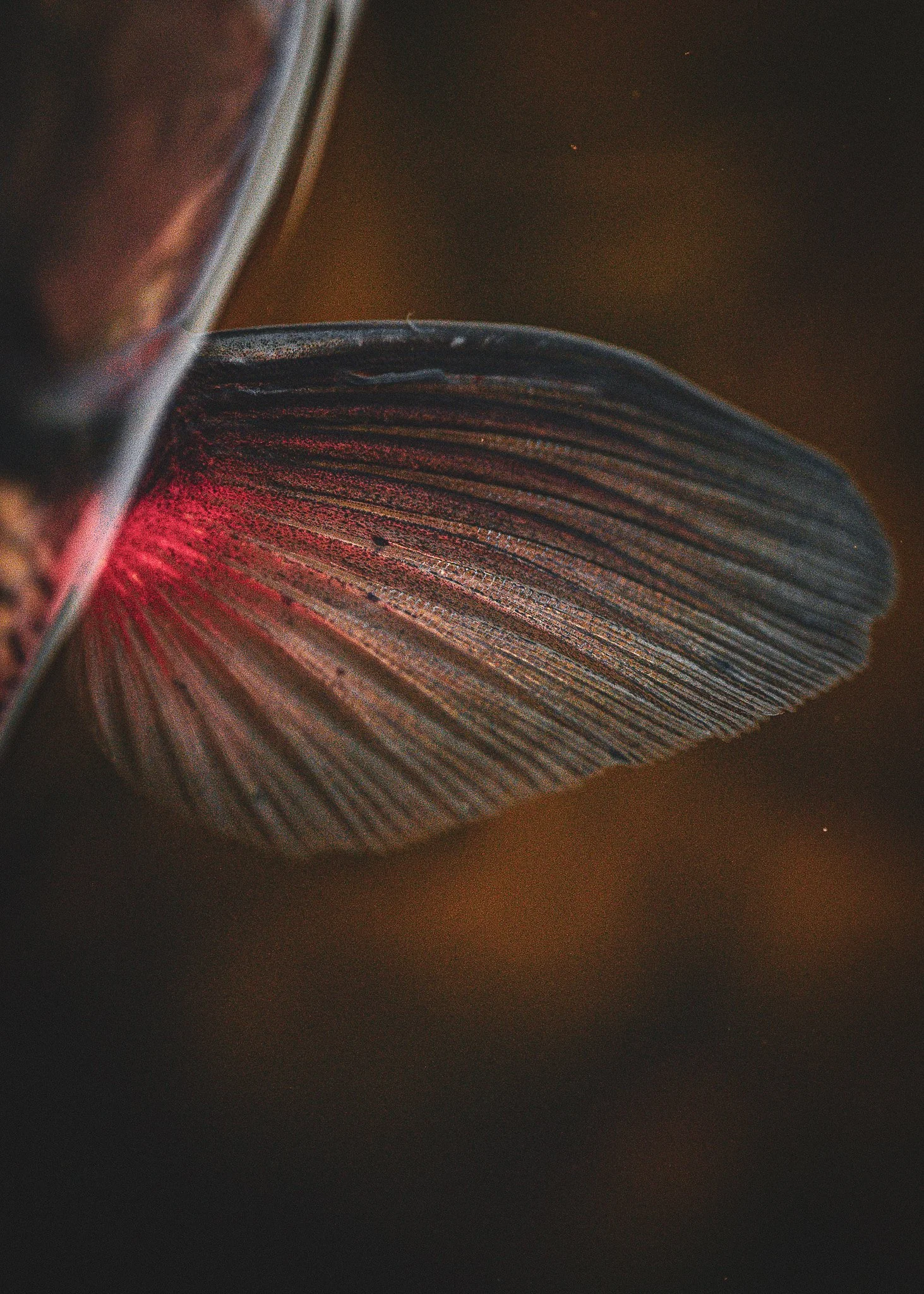 Fallfish Close up