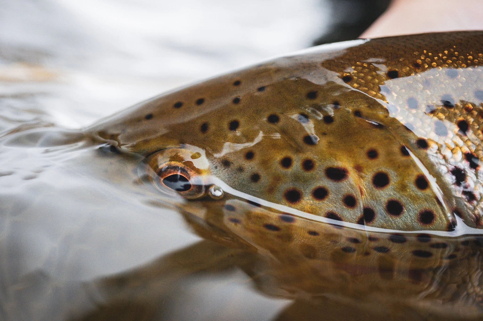 Brown Trout Closeup