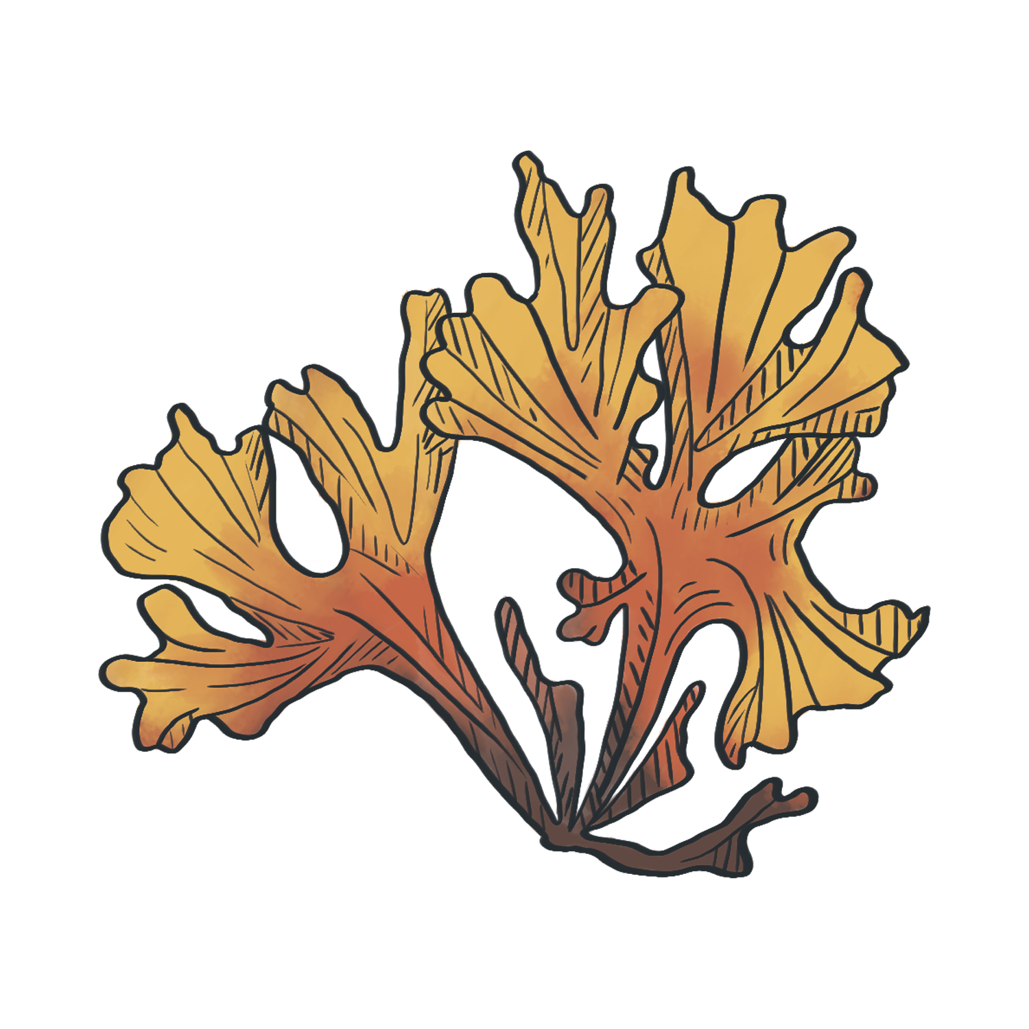 Chrondus Crispus.png