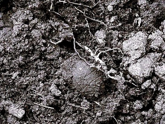 Verdun battlefied: a playground more than a hundred years old which remains mighty dangerous !