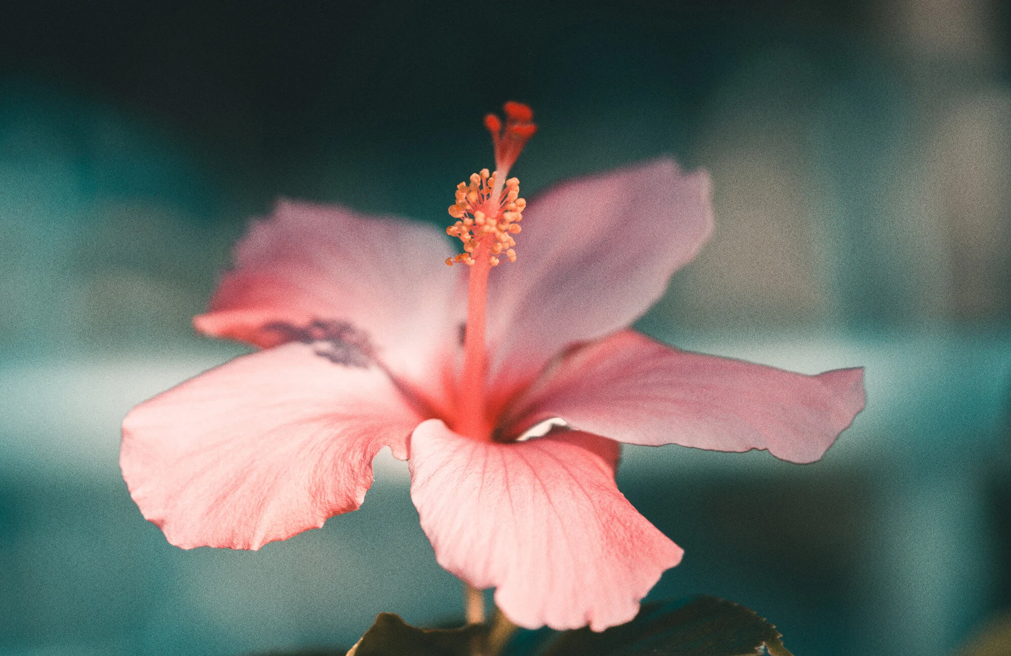 hibiscus-flower.jpg