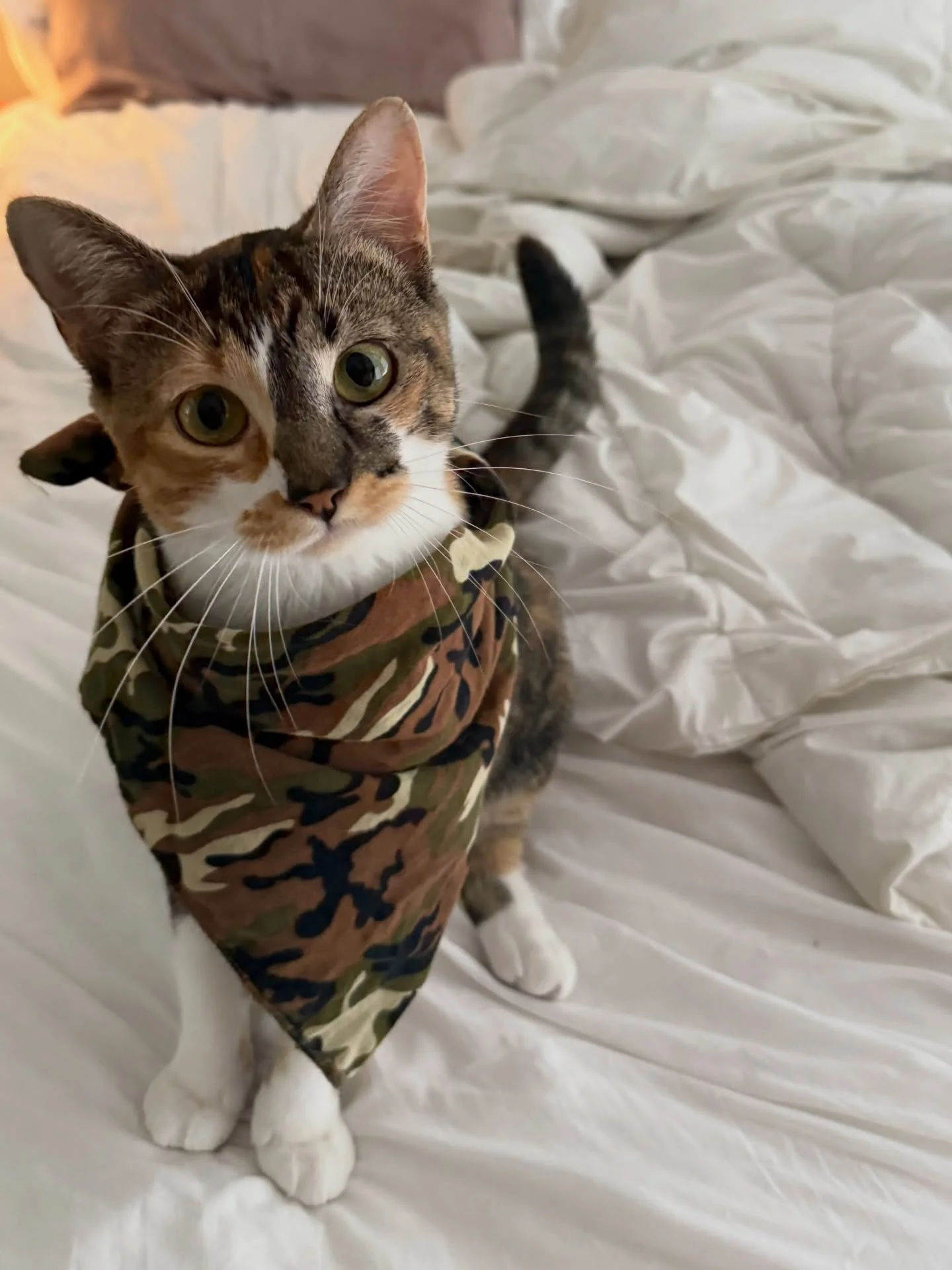 20% off your order with code MAGGIE to help offset my emergency vet bill. 
The story: Maggie, resident baddie/princess, ingested foxglove while exploring outside today (harnessed of course). God forbid a girl have hobbies (chewing on everything).