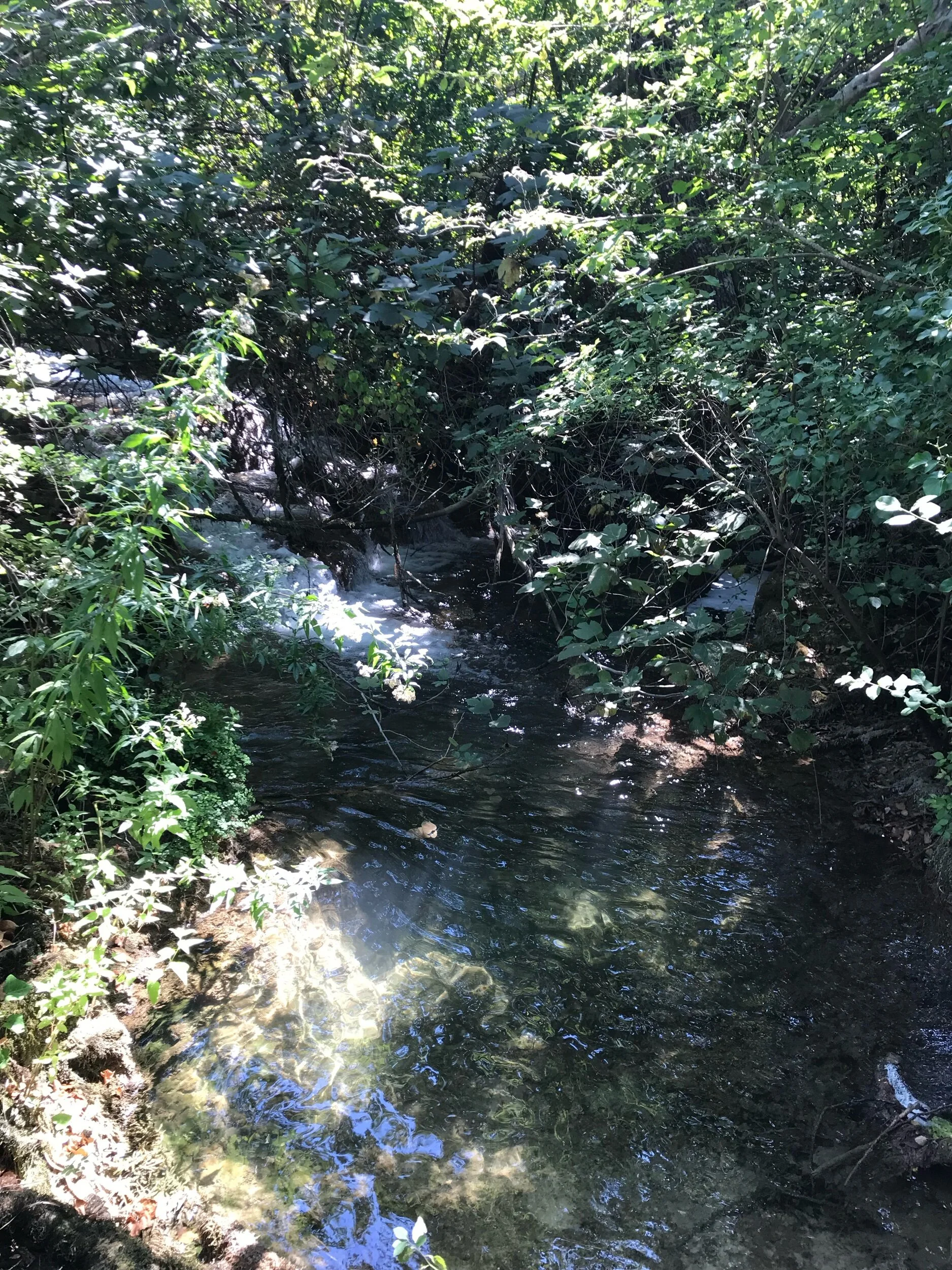 IMG_7858.jpeg