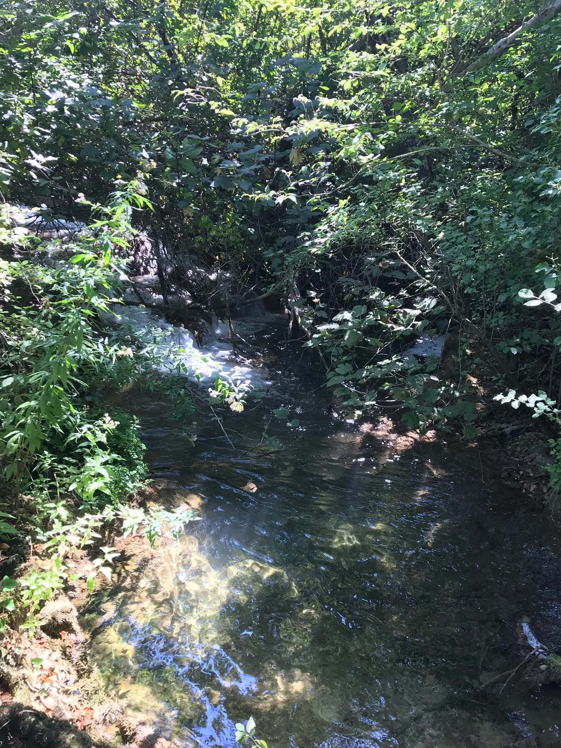 IMG_7859.jpeg