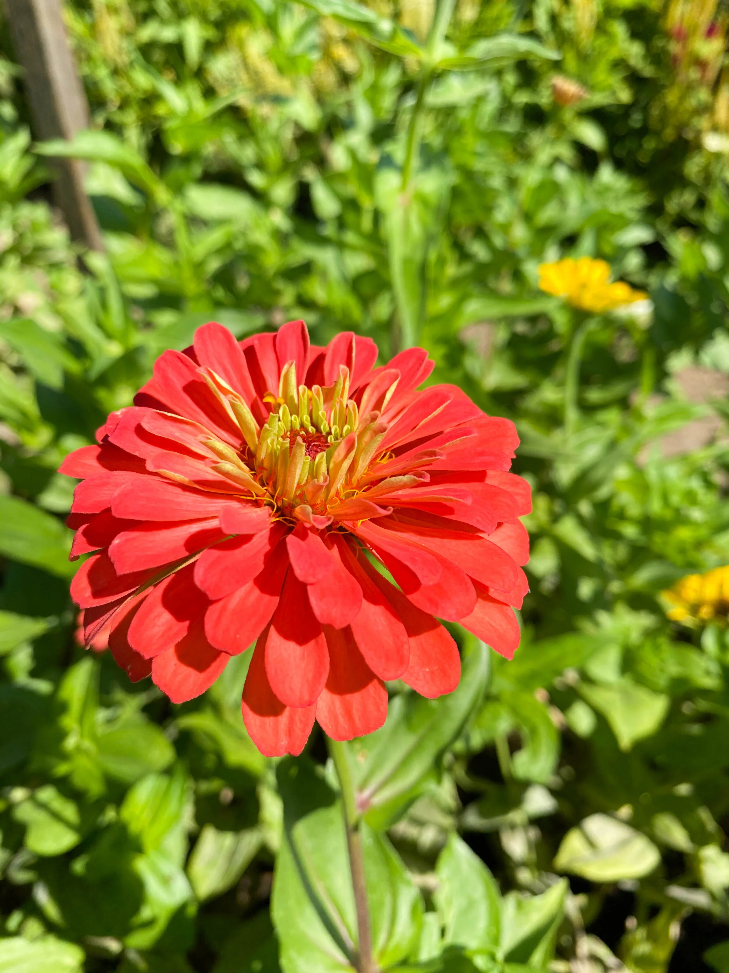Zinnias!
