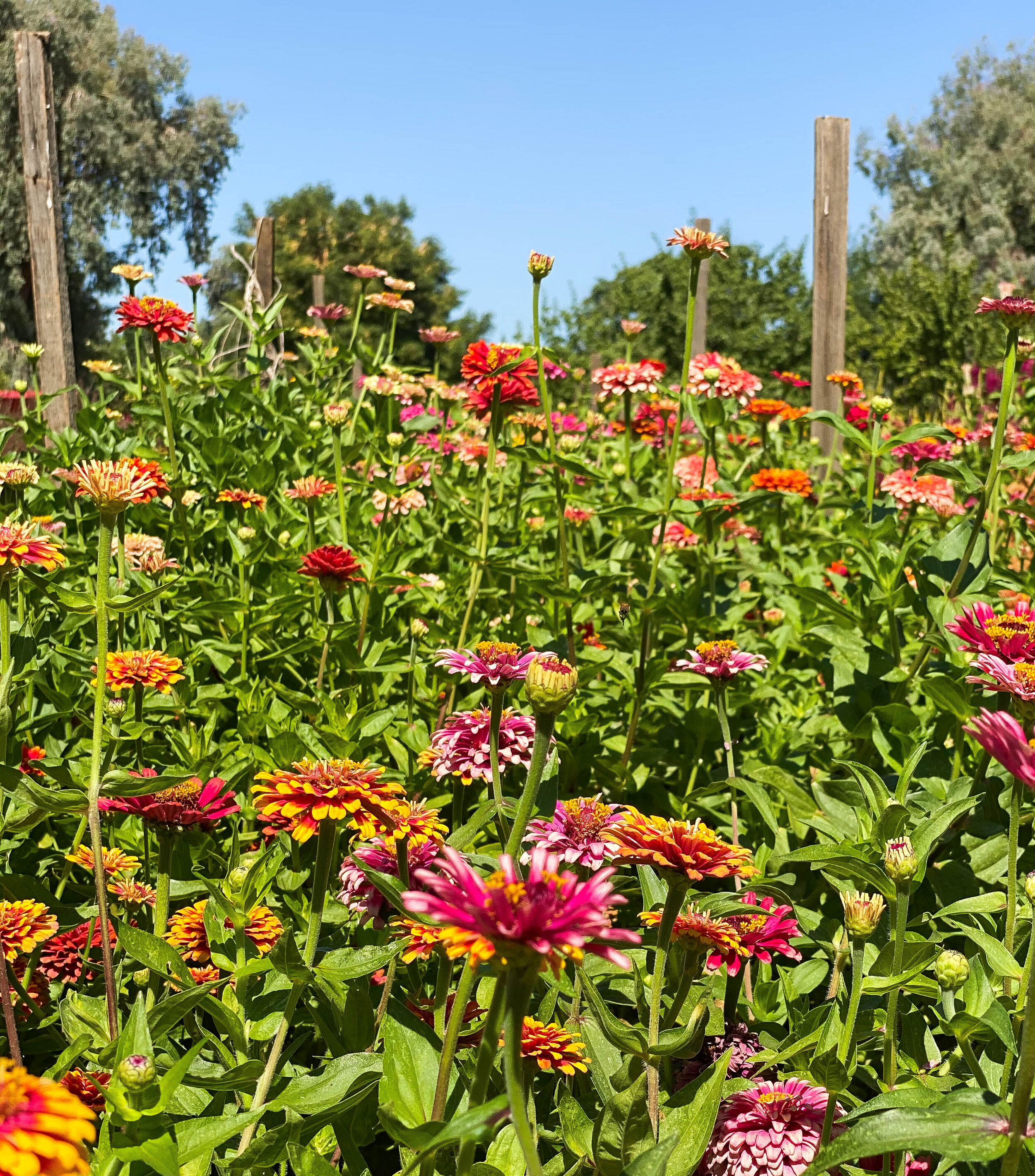 Lots of Zinnias!
