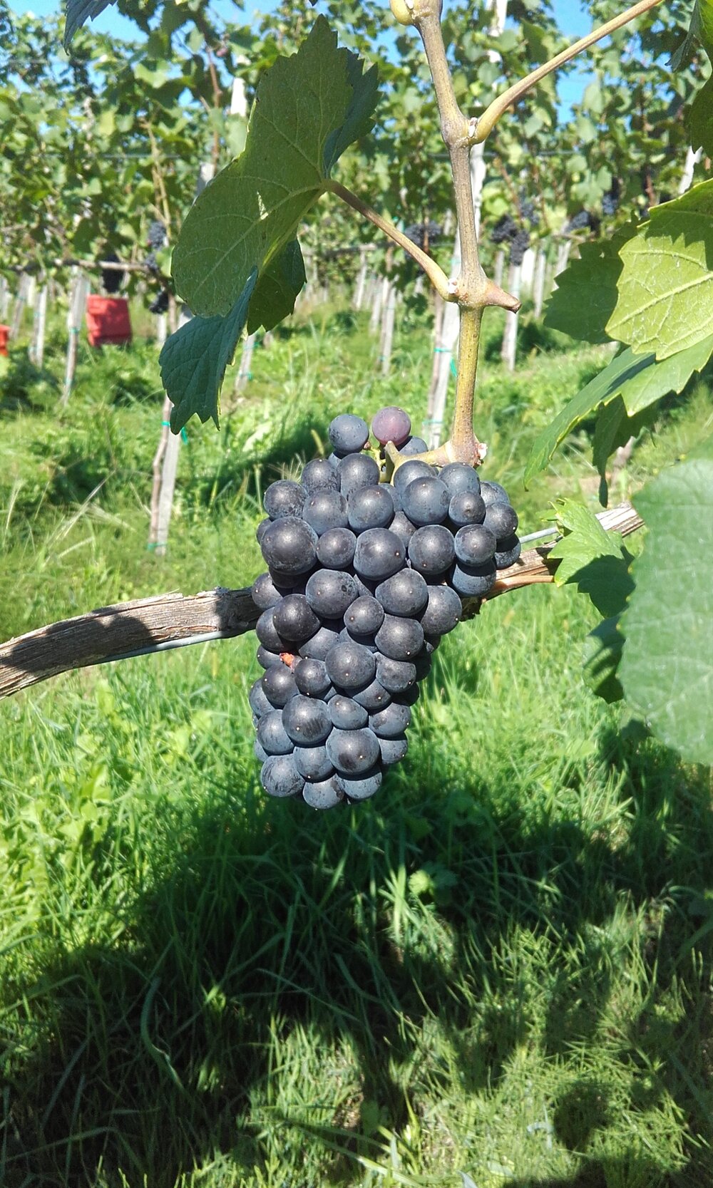 heaps good grape.jpg