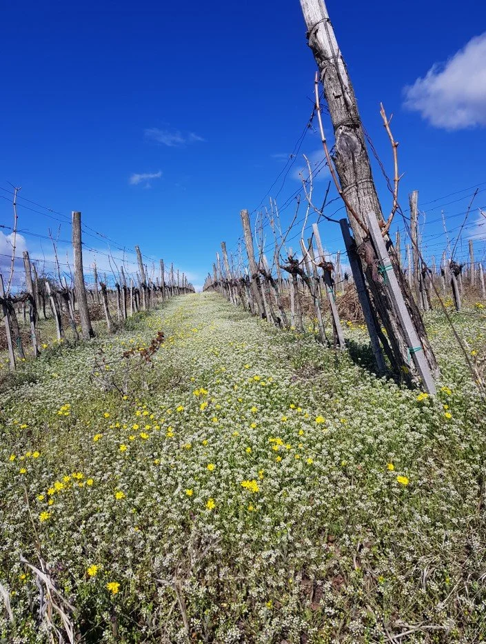Vineyard 11.jpg