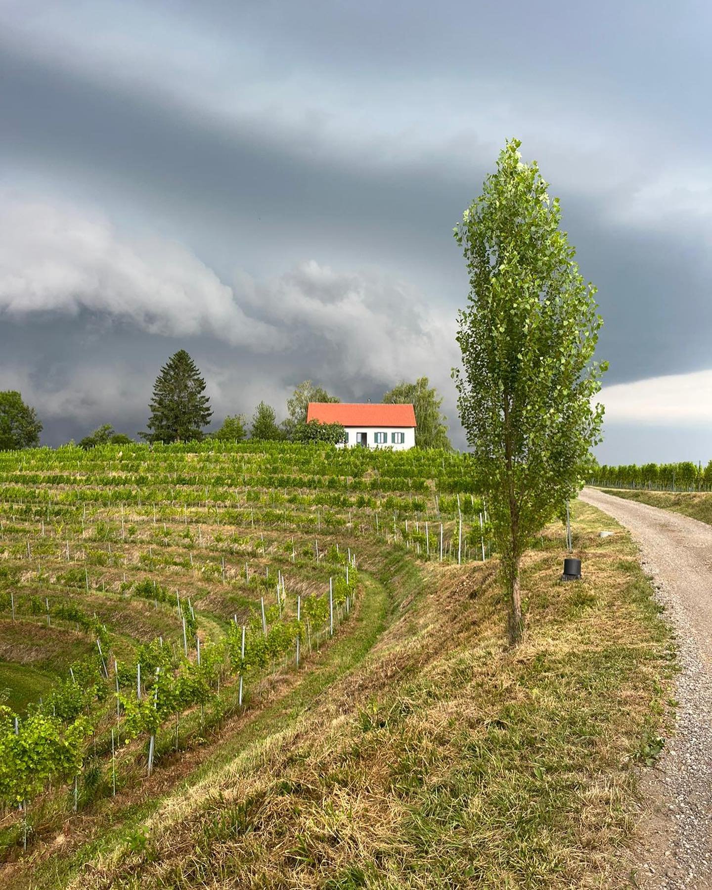 A rollercoaster day in Haloze left us shaken. Our visit with Bojan and &Scaron;pela Kobal was incredible, filled with dancing and endless smiles. But what struck us most was witnessing the devastation of a hailstorm that tore through their vineyards,