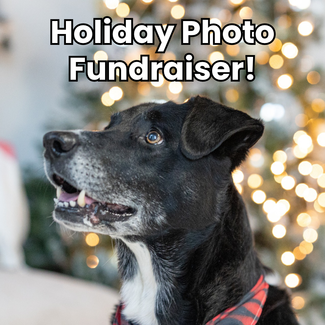 Holiday Photo Fundraiser