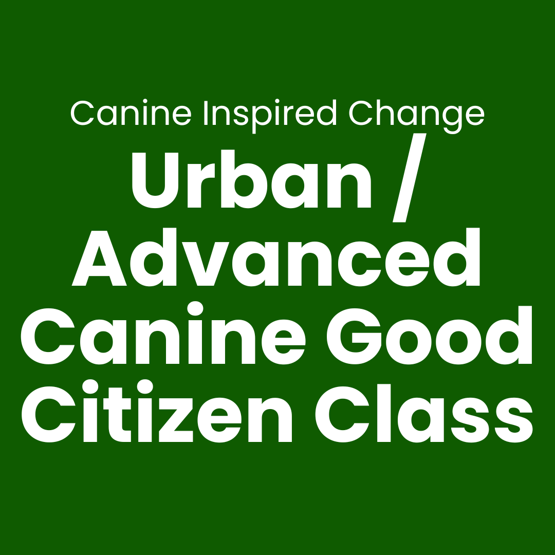 Urban or Advanced Canine Good Citizen Training