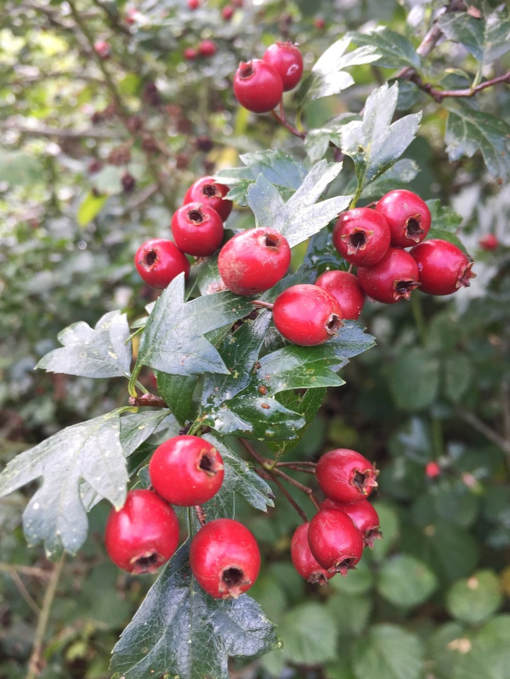hawthorn berries on tree mini.jpeg
