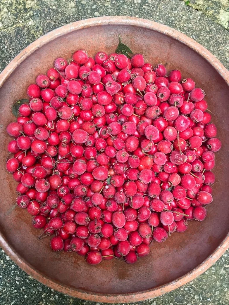 hawthorn berry frozen mini.jpeg