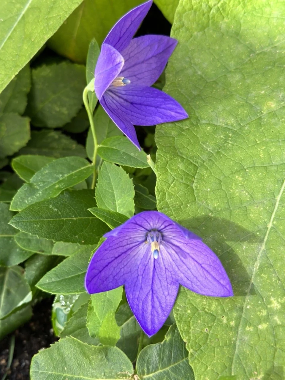 Balloon Flower
