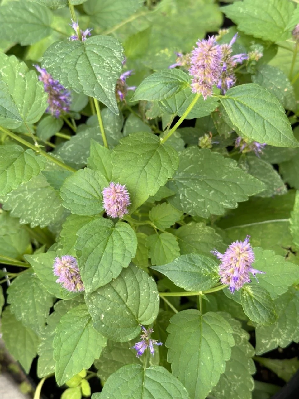 Anise Hyssop
