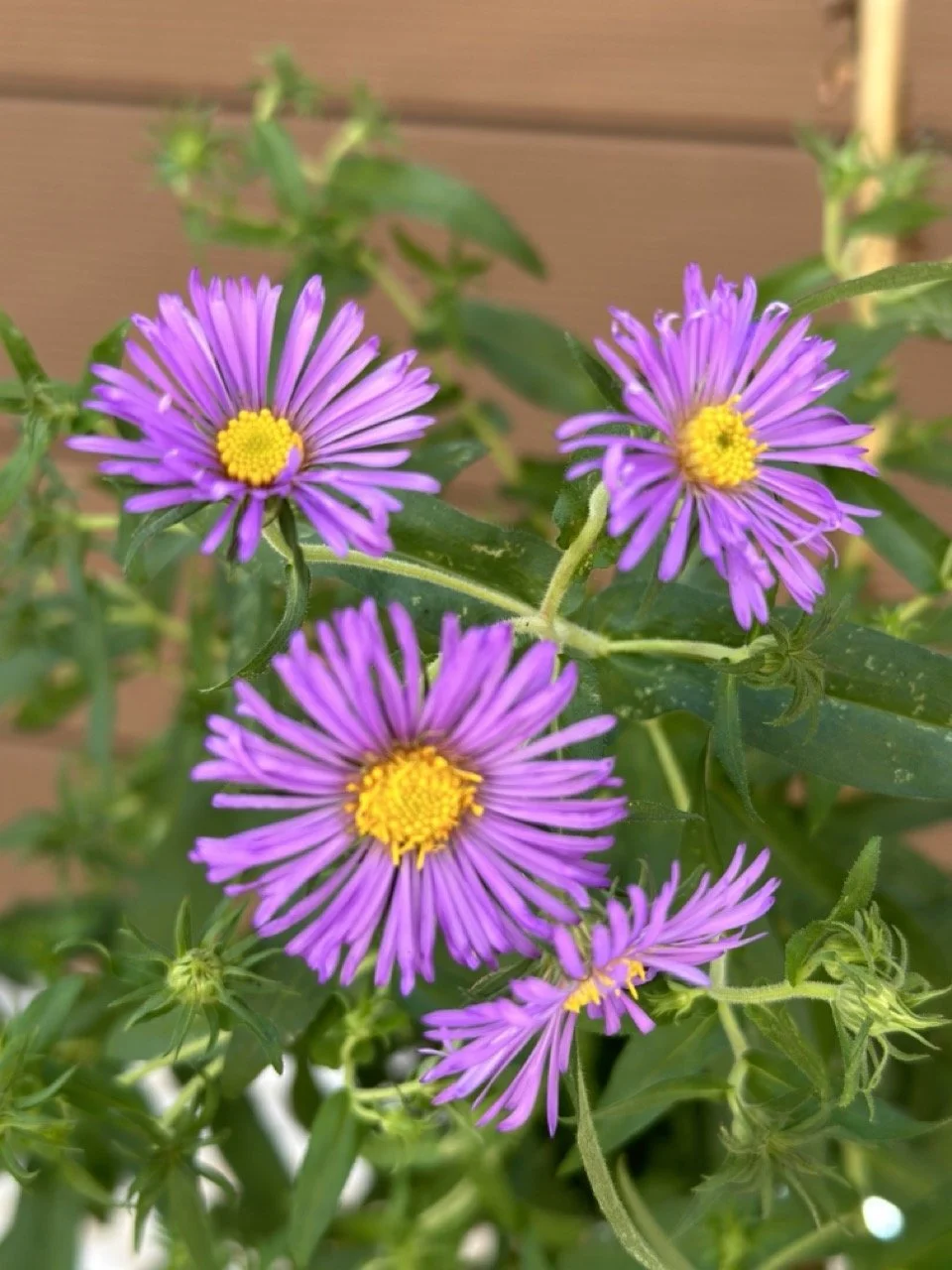 New England Aster
